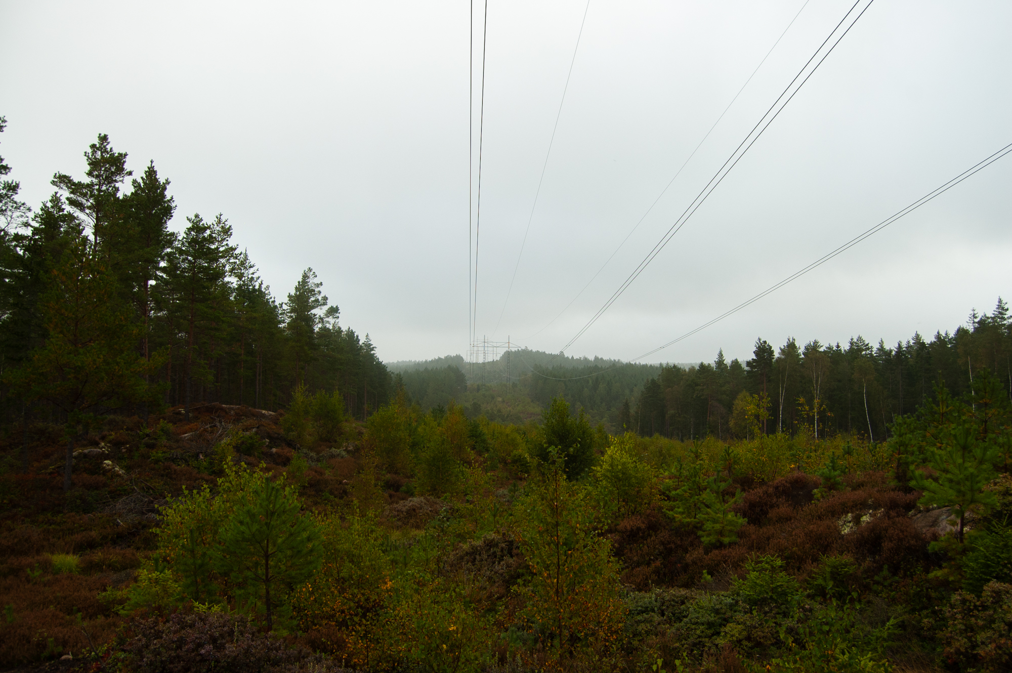 Nature Forest Powerlines Plants 2000x1330