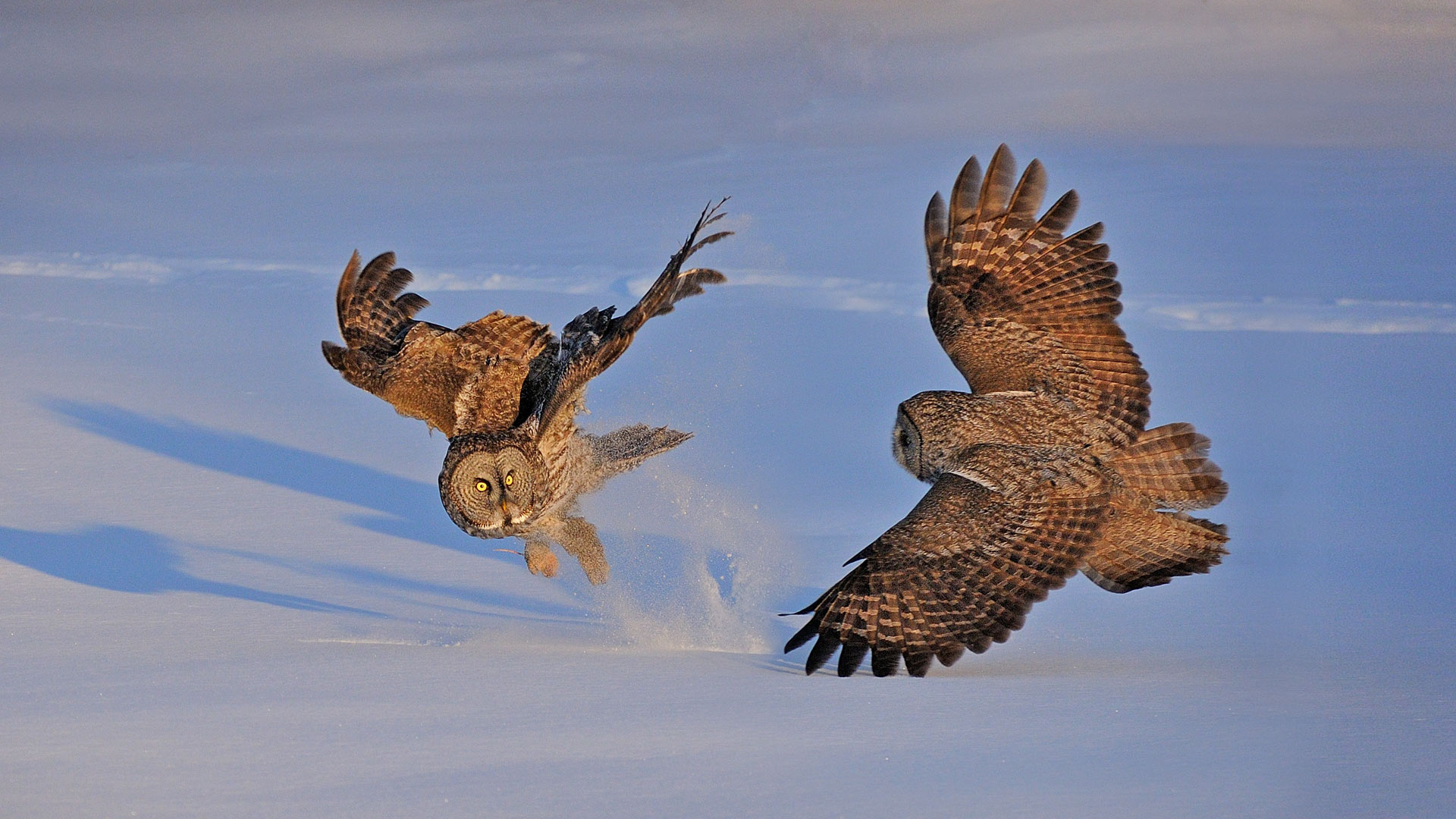 Nature Animals Owl Fighting Snow Jumping 1920x1080