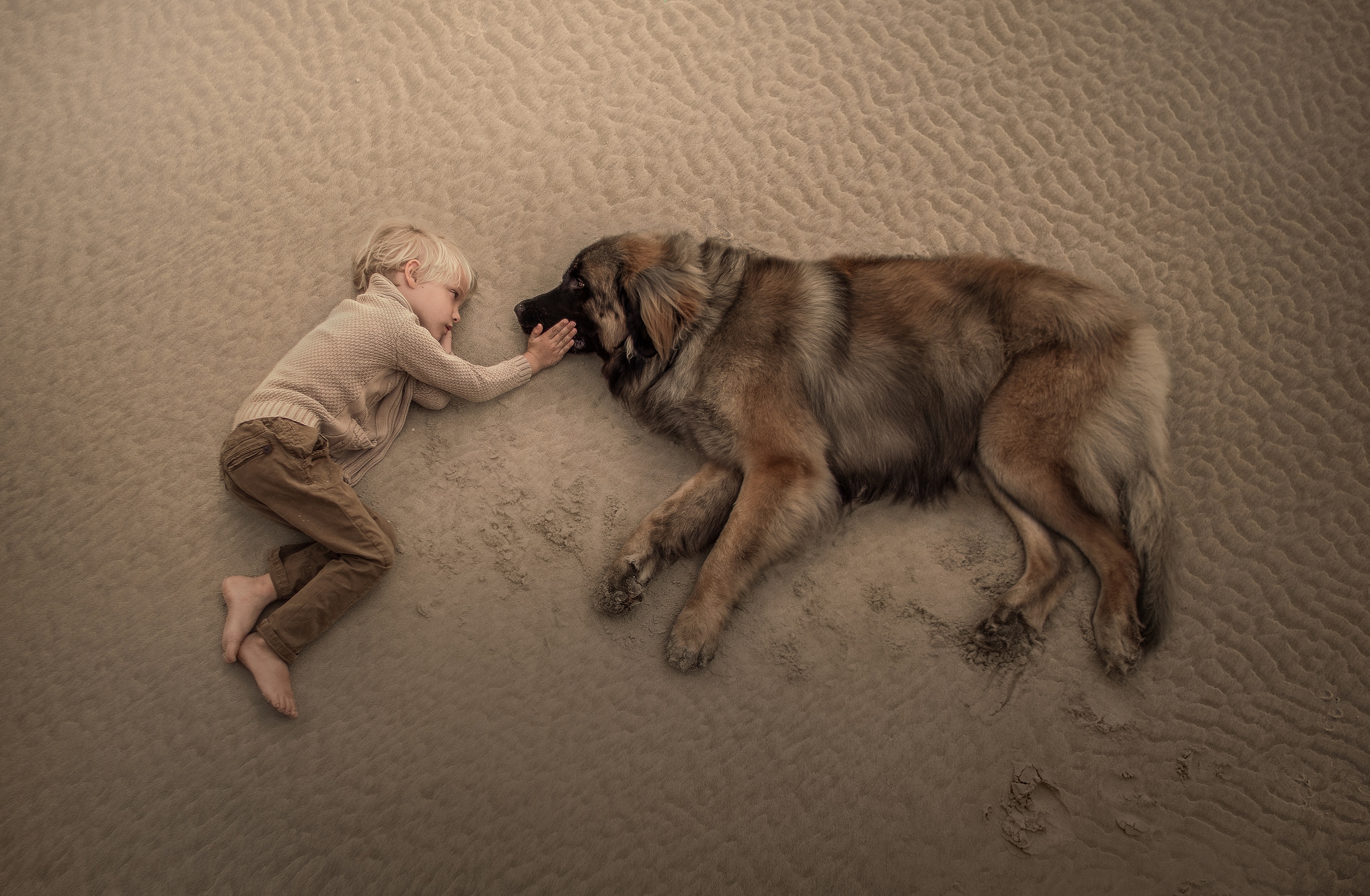 Boy Child Dog Leonberger Little Boy Lying Down Sand 2560x1675