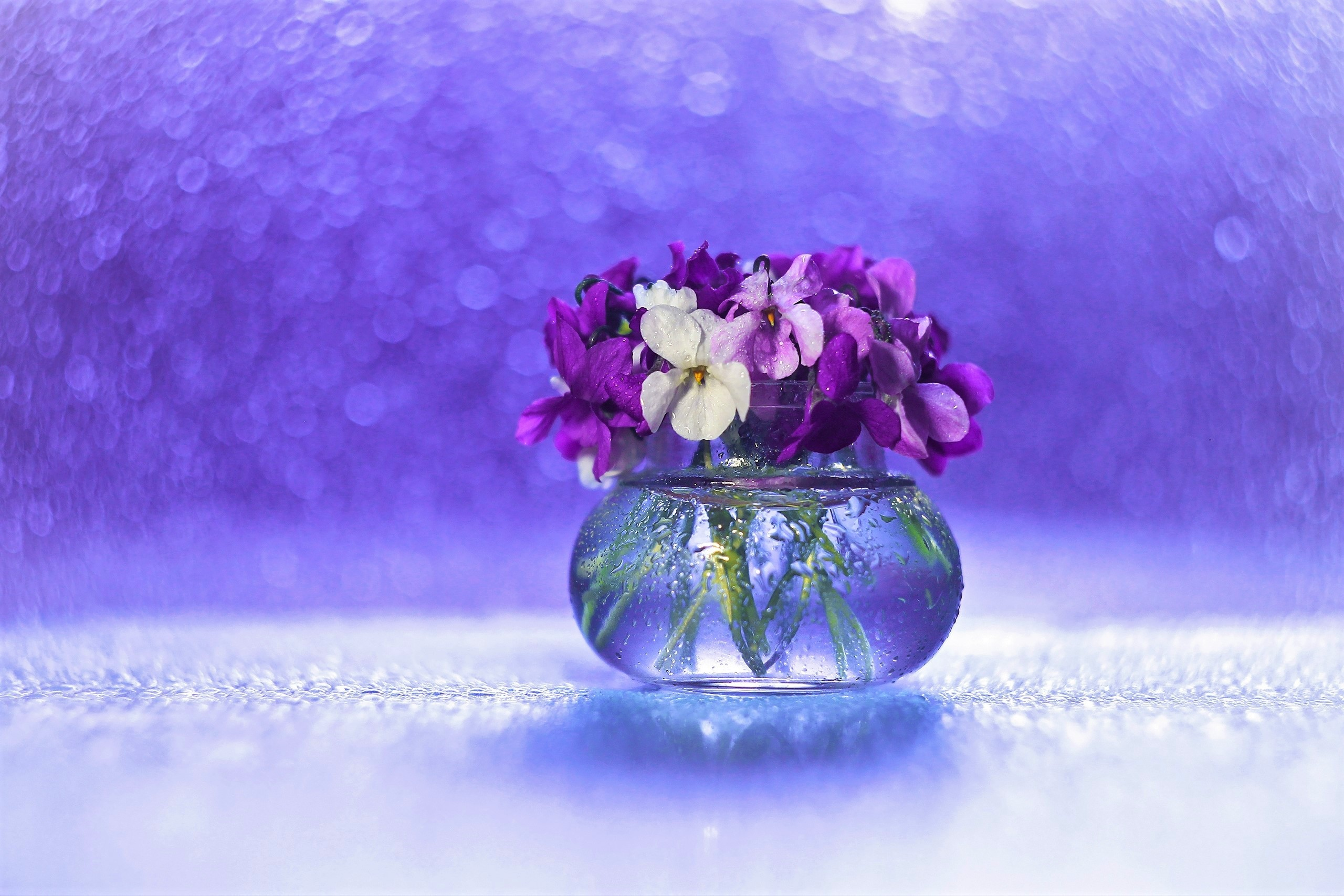 Bokeh Flower Pansy Purple Flower Still Life Vase 2560x1707