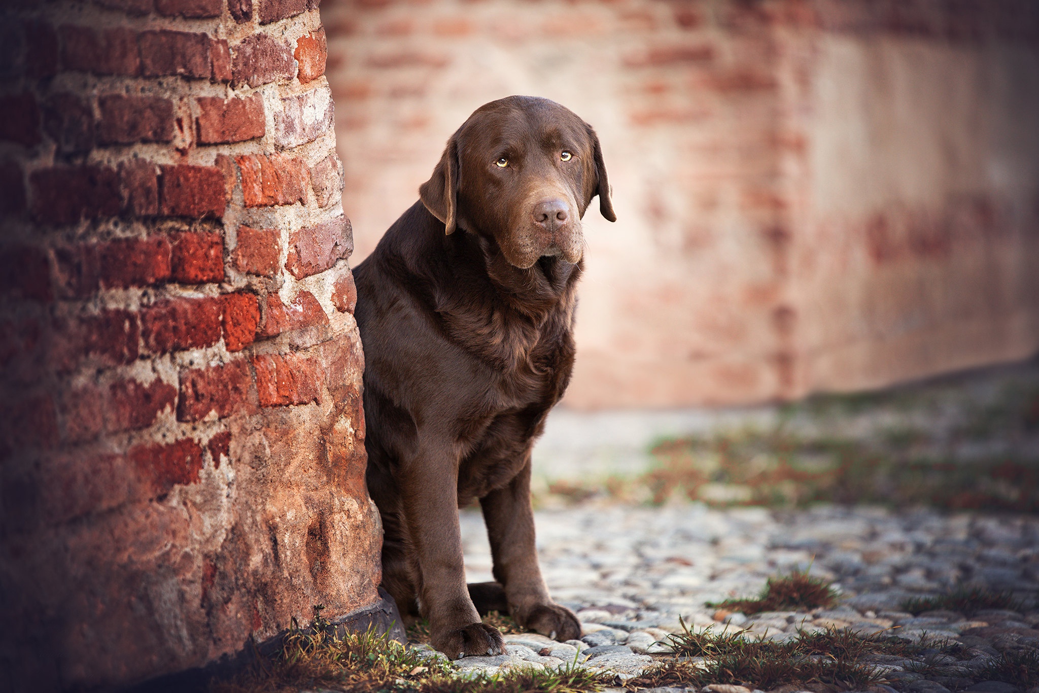 Dog Labrador Retriever Pet 2048x1366