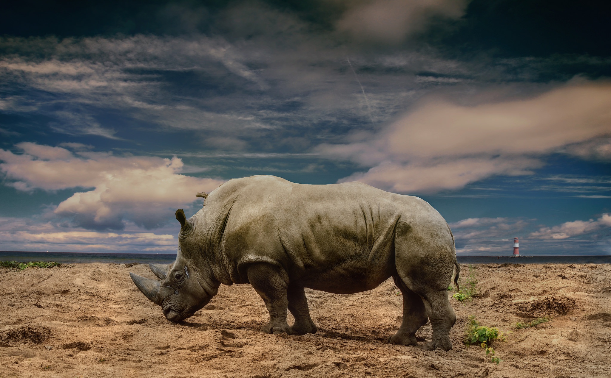 Rhino Wildlife 2048x1270