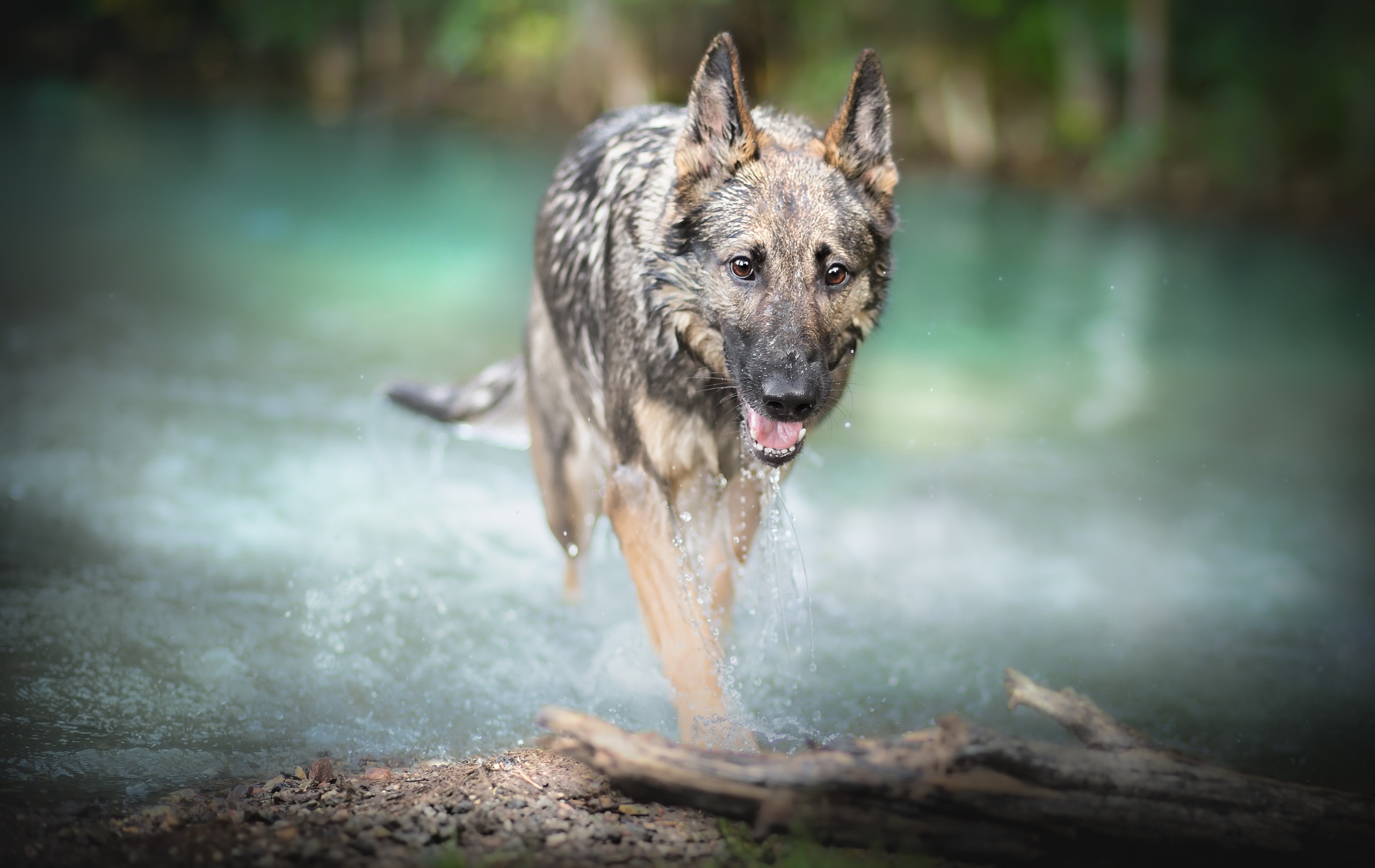Depth Of Field Dog German Shepherd Pet 2560x1617