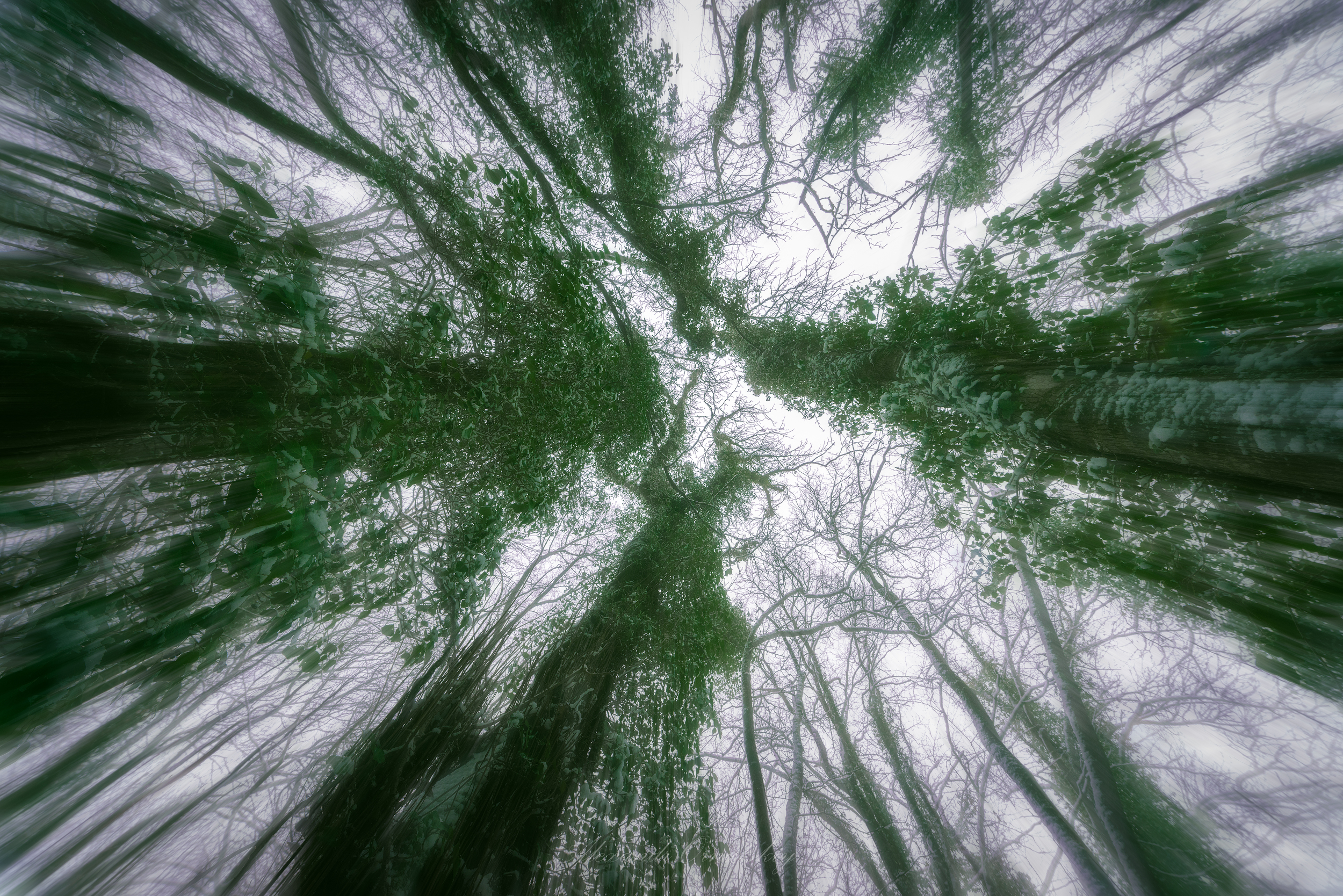 Trees Branch Looking Up Leaves Motion Blur Perspective Photography Nature Outdoors Alexander Ornatsk 2500x1668