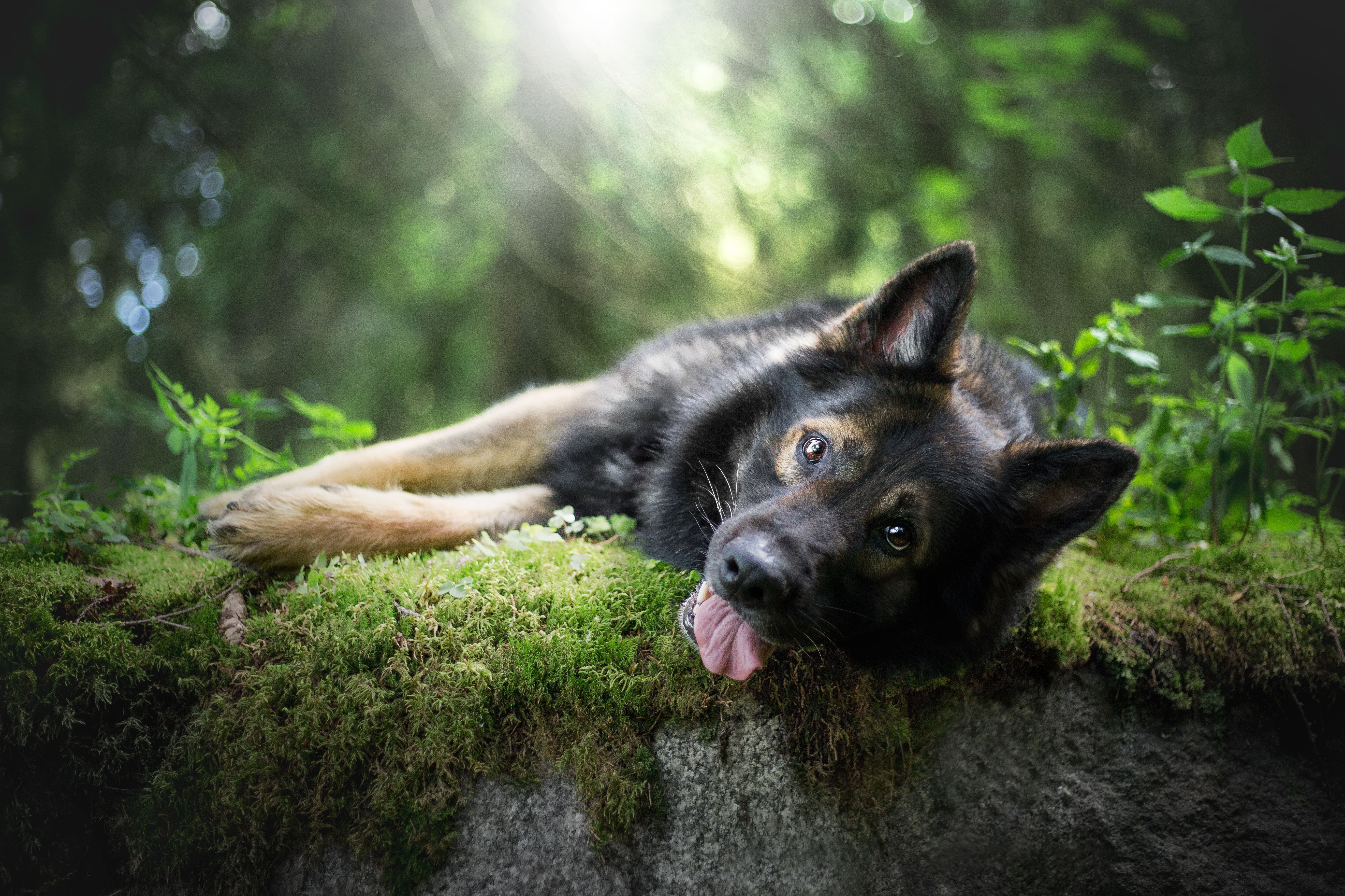Depth Of Field Dog German Shepherd Pet Sunny 5472x3648