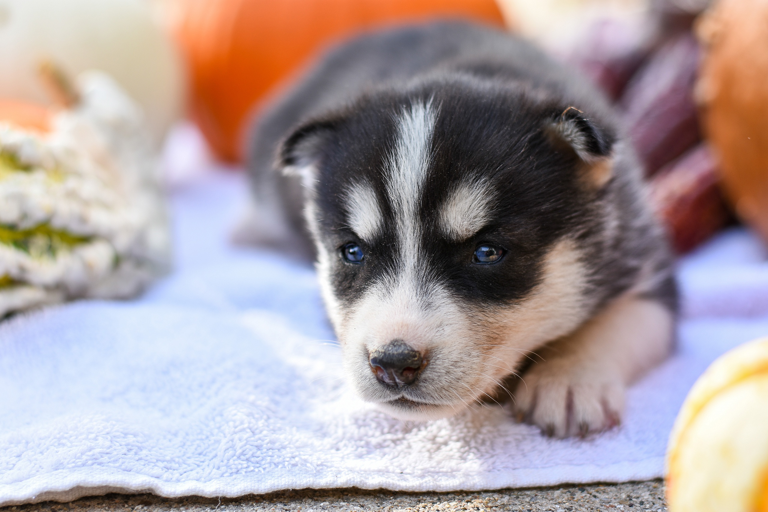 Baby Animal Dog Husky Pet Puppy Siberian Husky 2560x1707