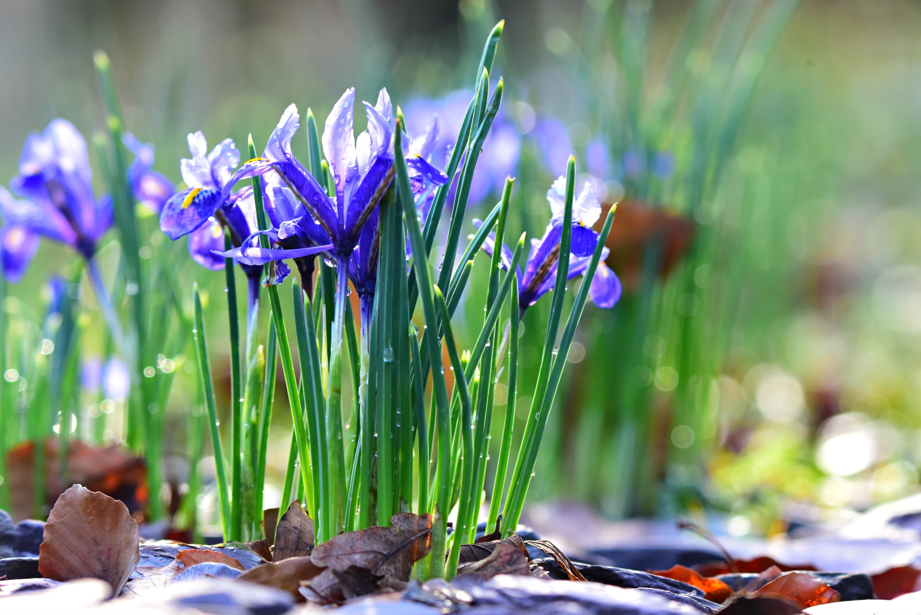 Flower Iris Spring 3000x2002