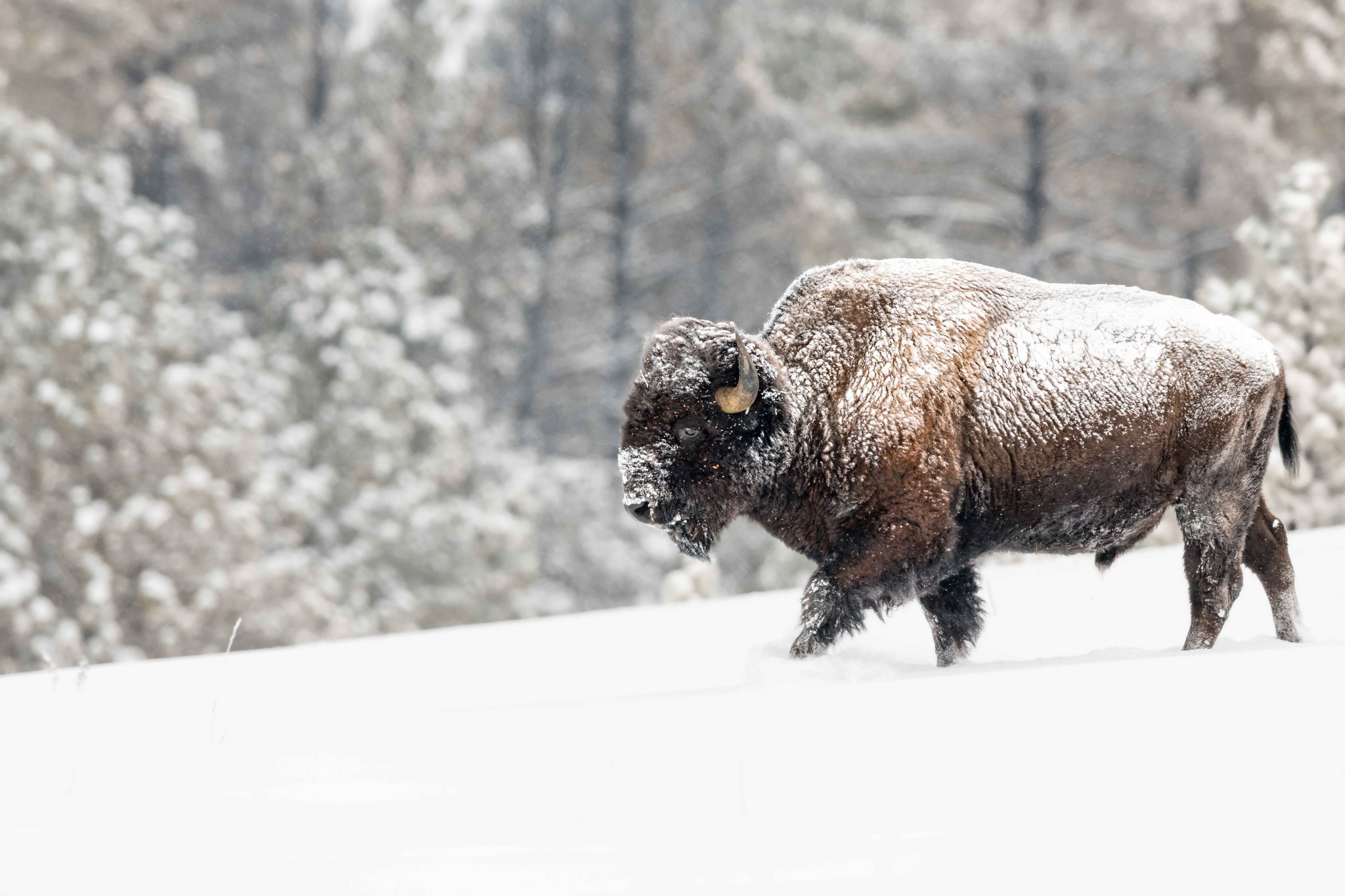 American Bison Snow Wildlife Winter 2048x1365