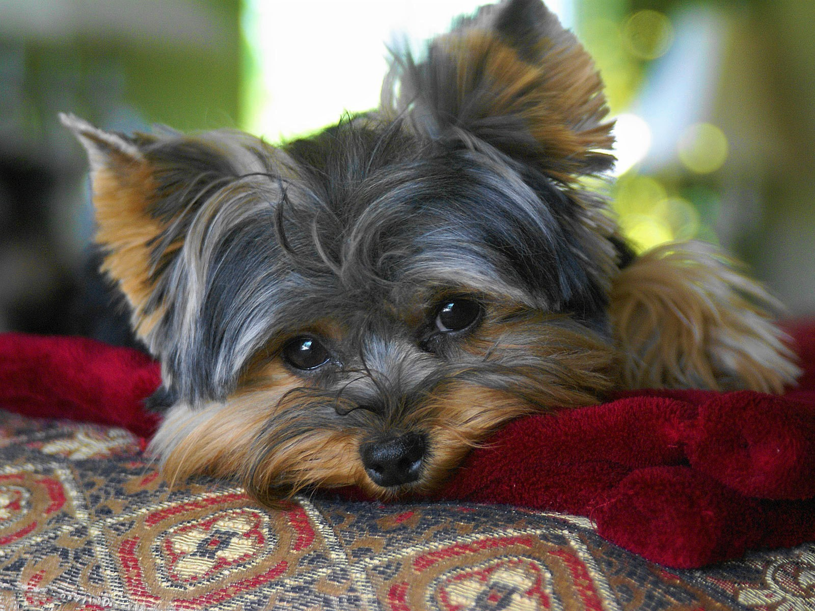 Animal Cute Dog Face Yorkshire Terrier 1600x1200