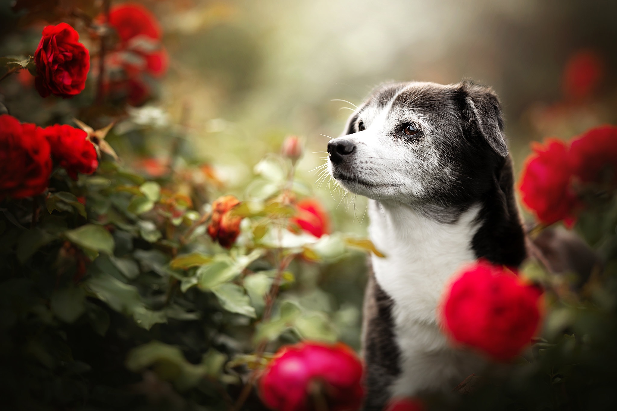 Dog Pet Red Flower Rose 2048x1365