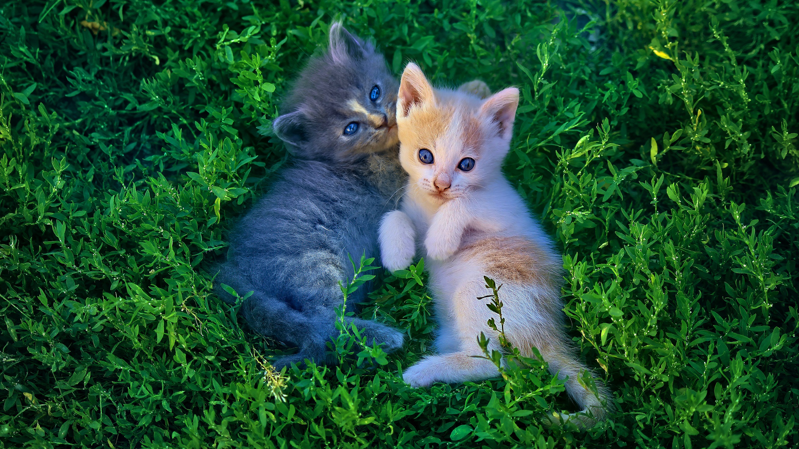Baby Animal Cat Grass Kitten Pet 2560x1440