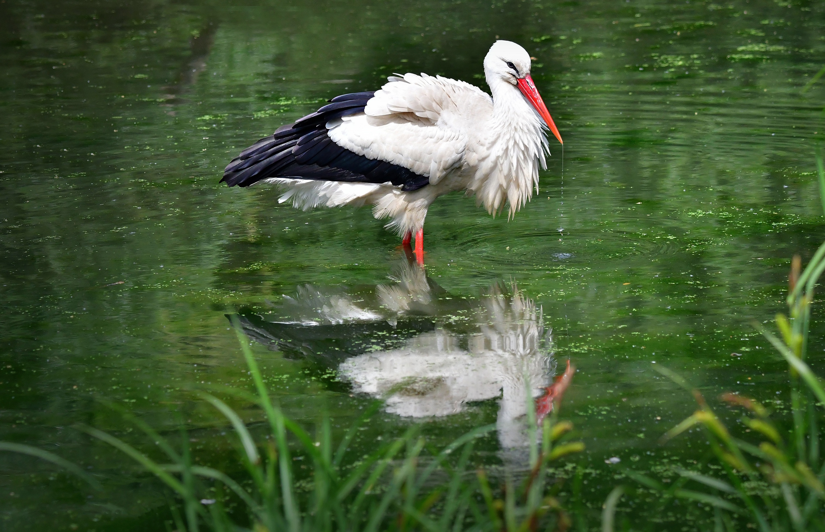 Pond Reflection Stork 2880x1857