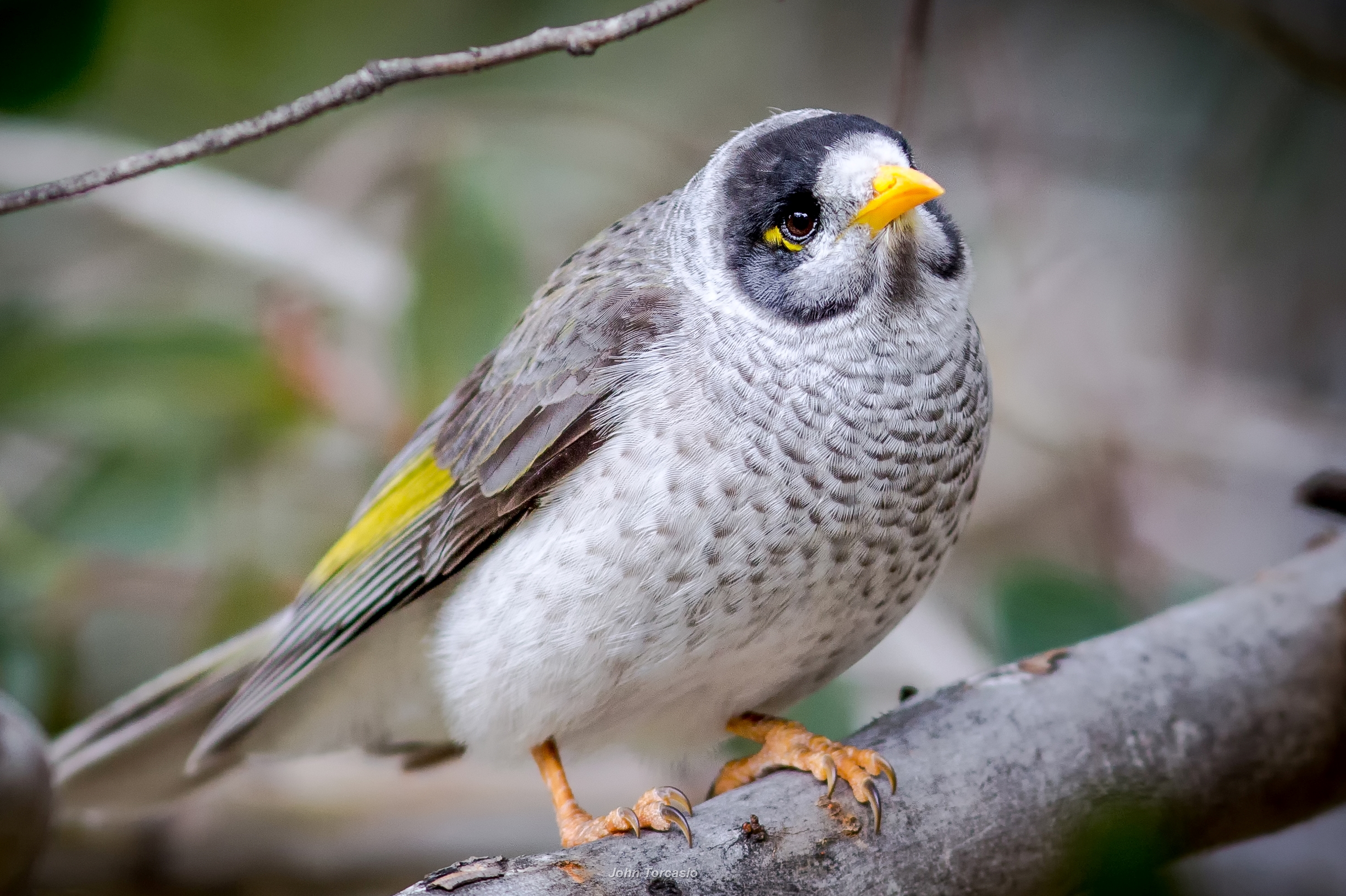 Bird Honeyeater Noisy Miner 2448x1629