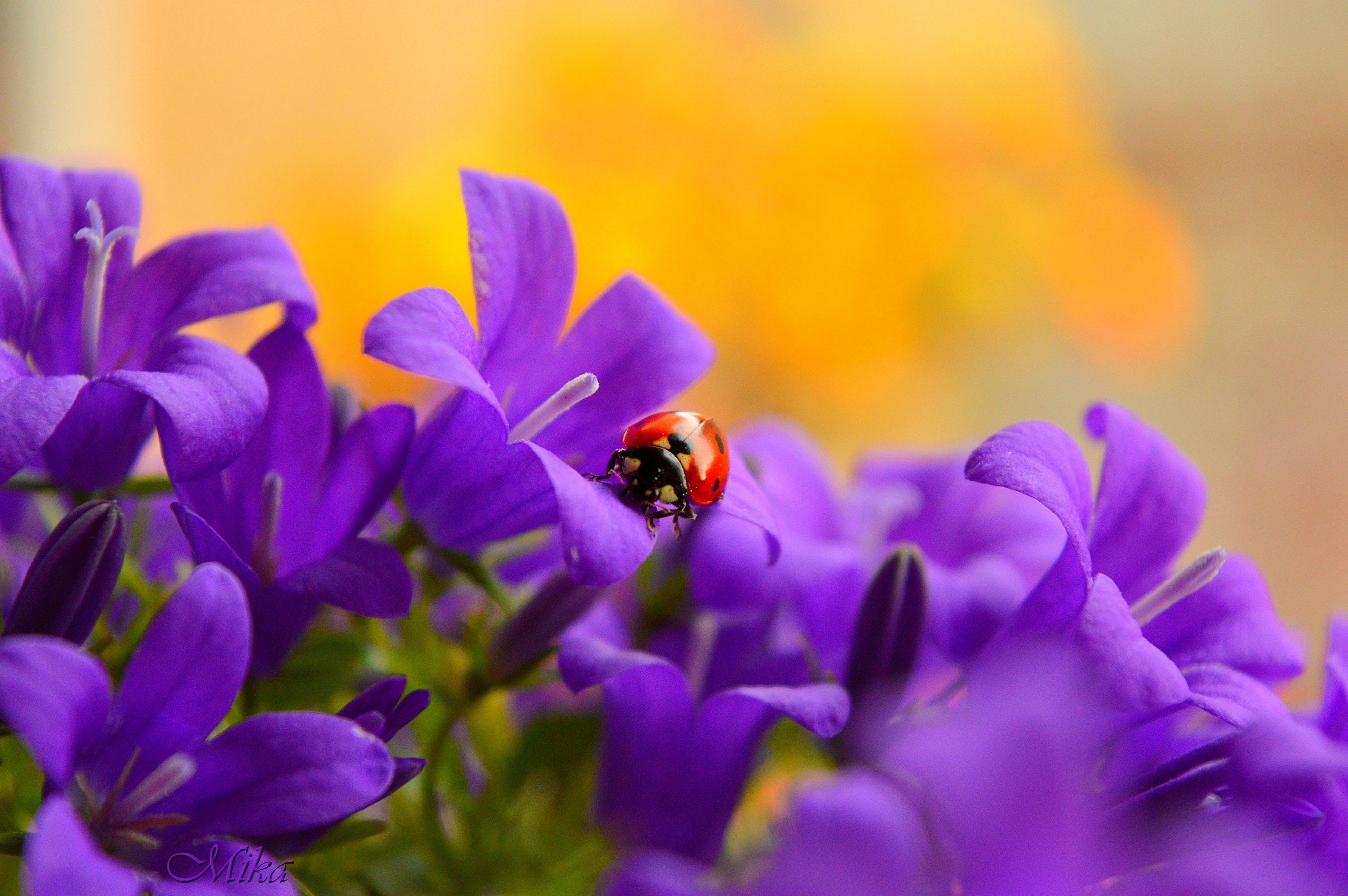 Flower Insect Ladybug Macro Purple Flower 3000x1995