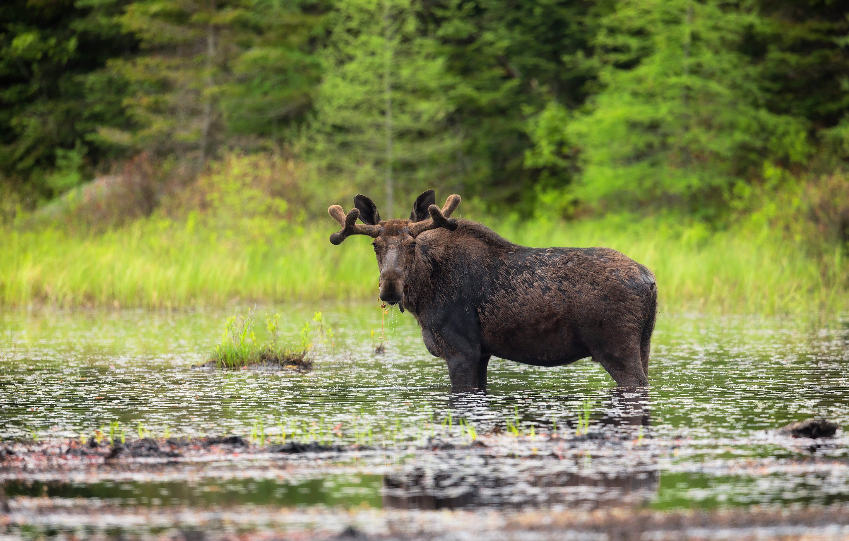 Moose Wildlife 2900x1848