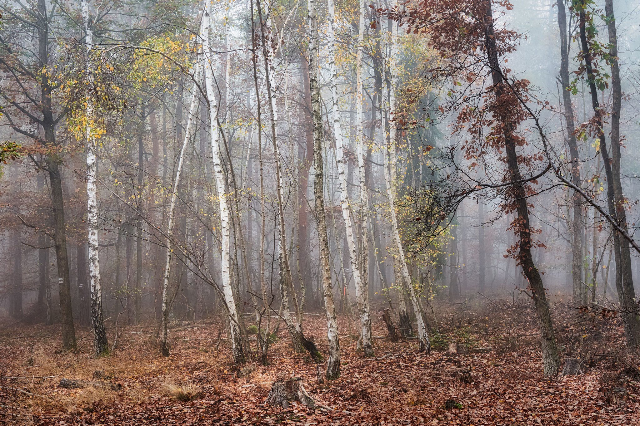 Birch Fall Forest Nature 2048x1365