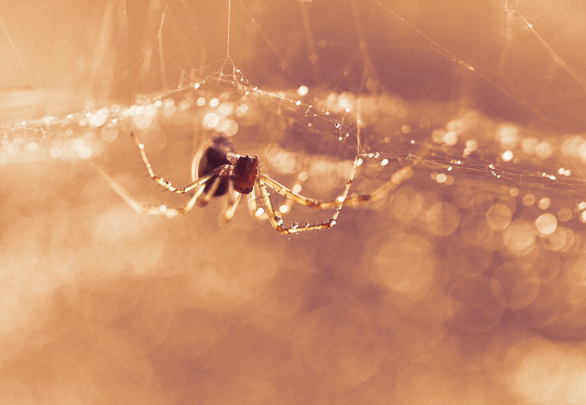 Arachnid Bokeh Macro Spider Spider Web 2048x1416