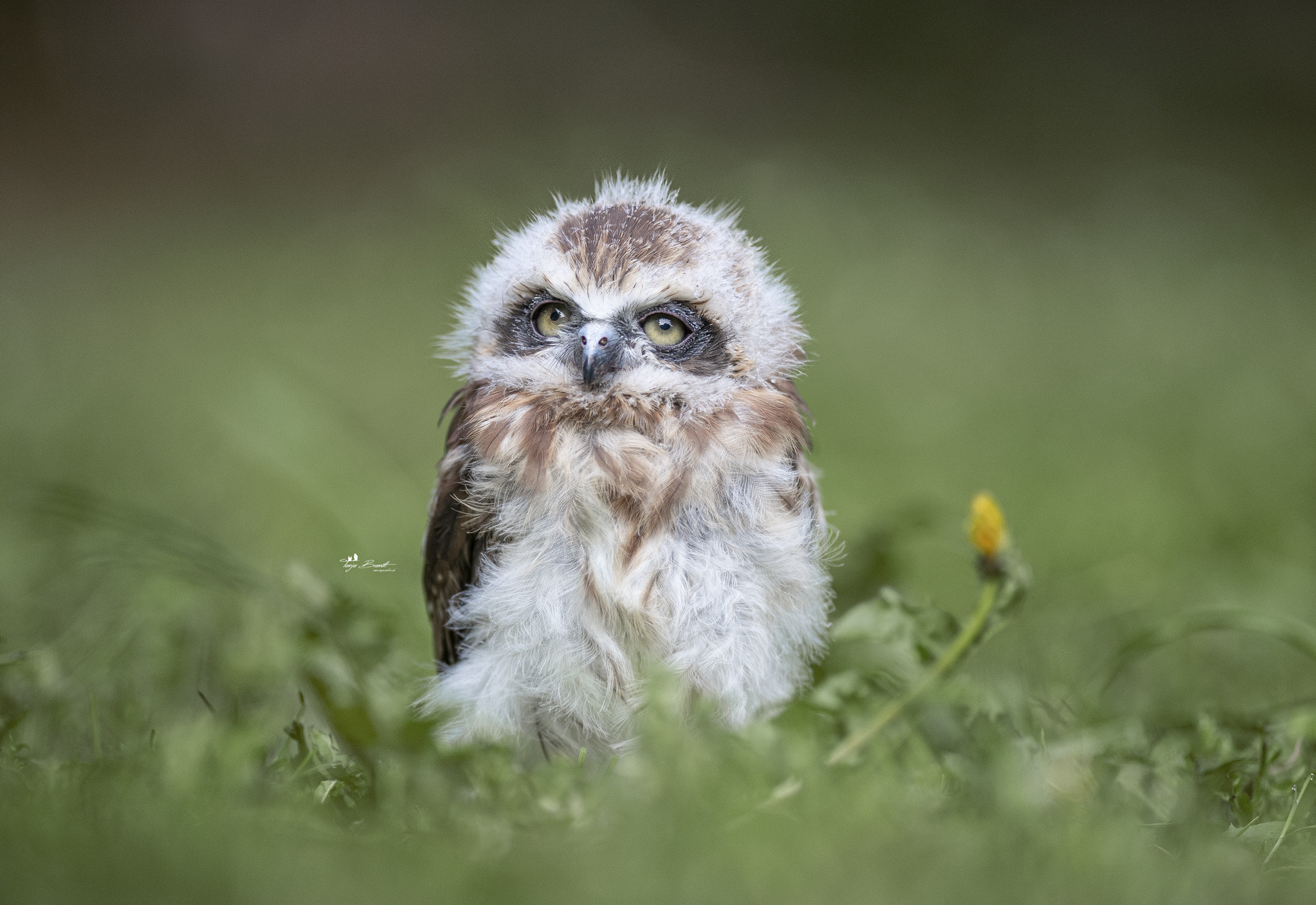 Baby Animal Owlet 2000x1376