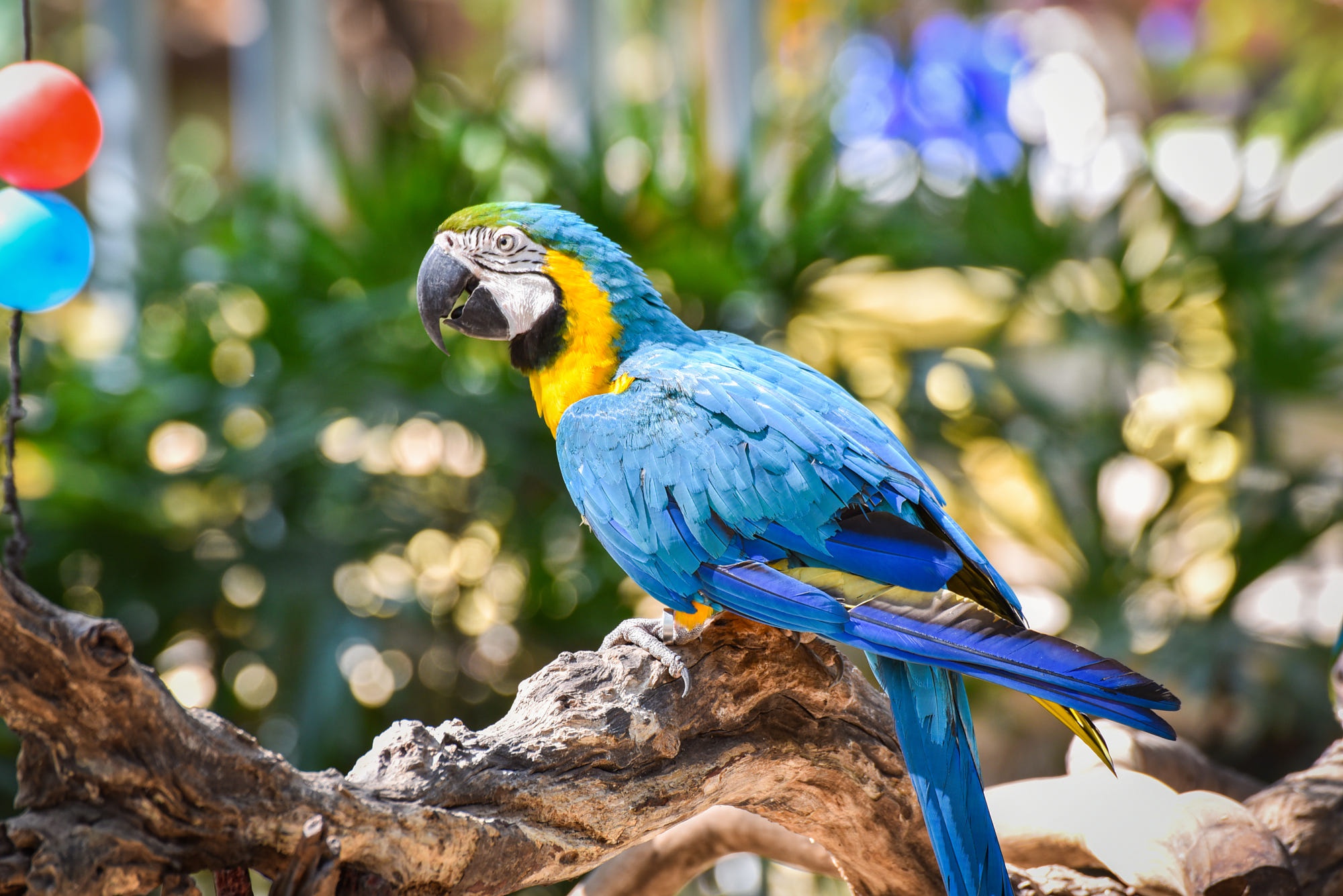 Bird Blue And Yellow Macaw Parrot Wildlife 2000x1335
