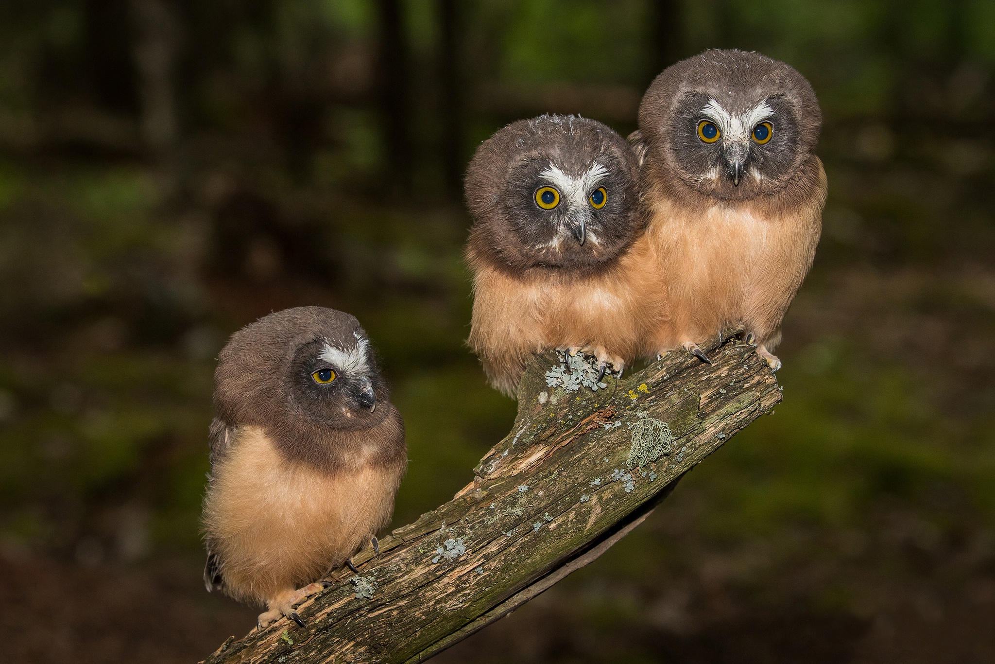Baby Animals Birds Owl 2048x1366