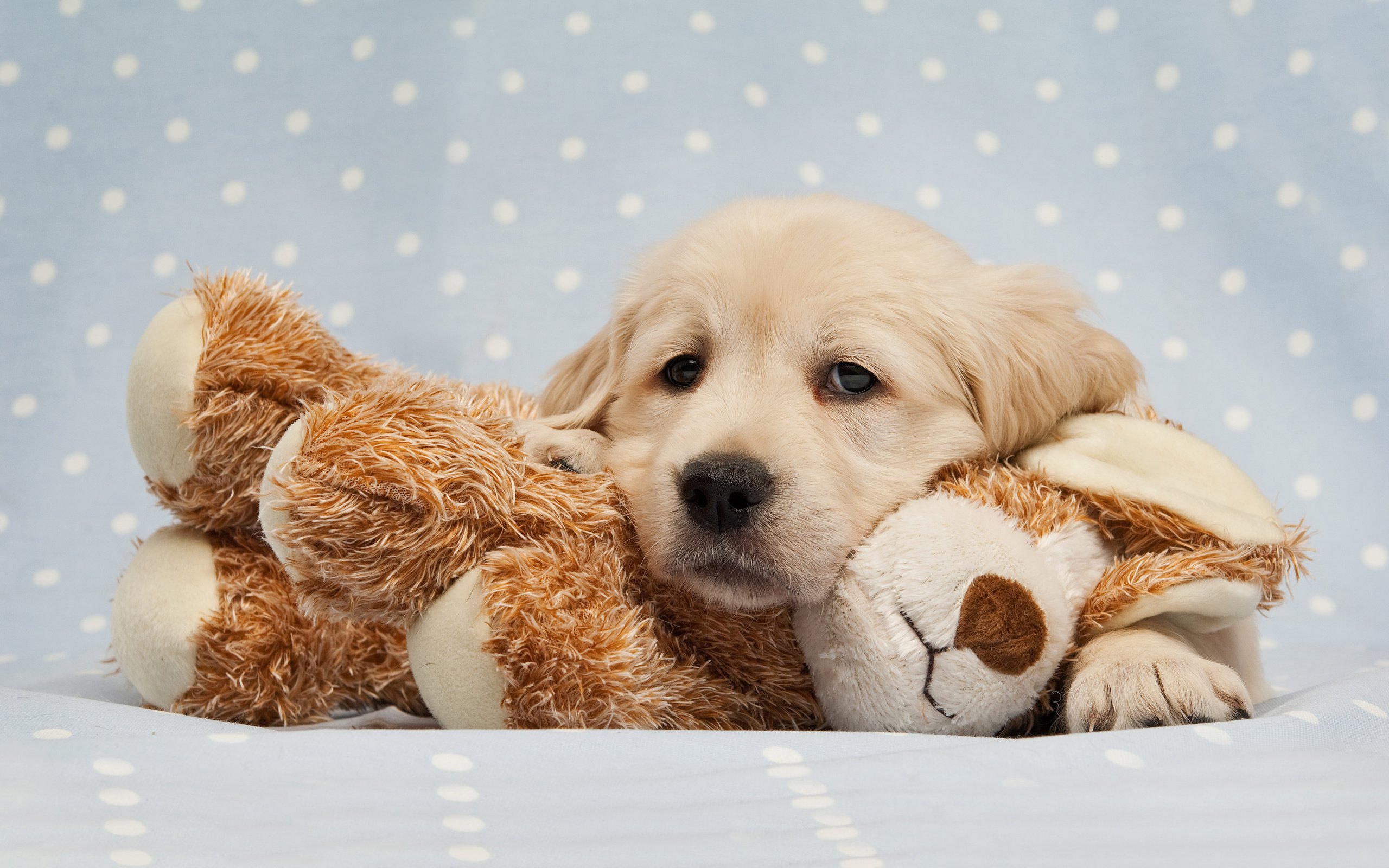 Baby Animal Dog Golden Retriever Pet Puppy Stuffed Animal 2560x1600