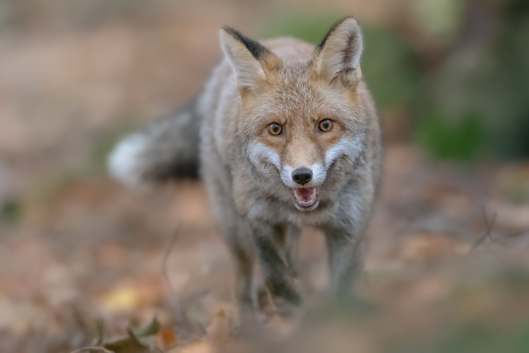 Fox Stare Wildlife 2048x1366