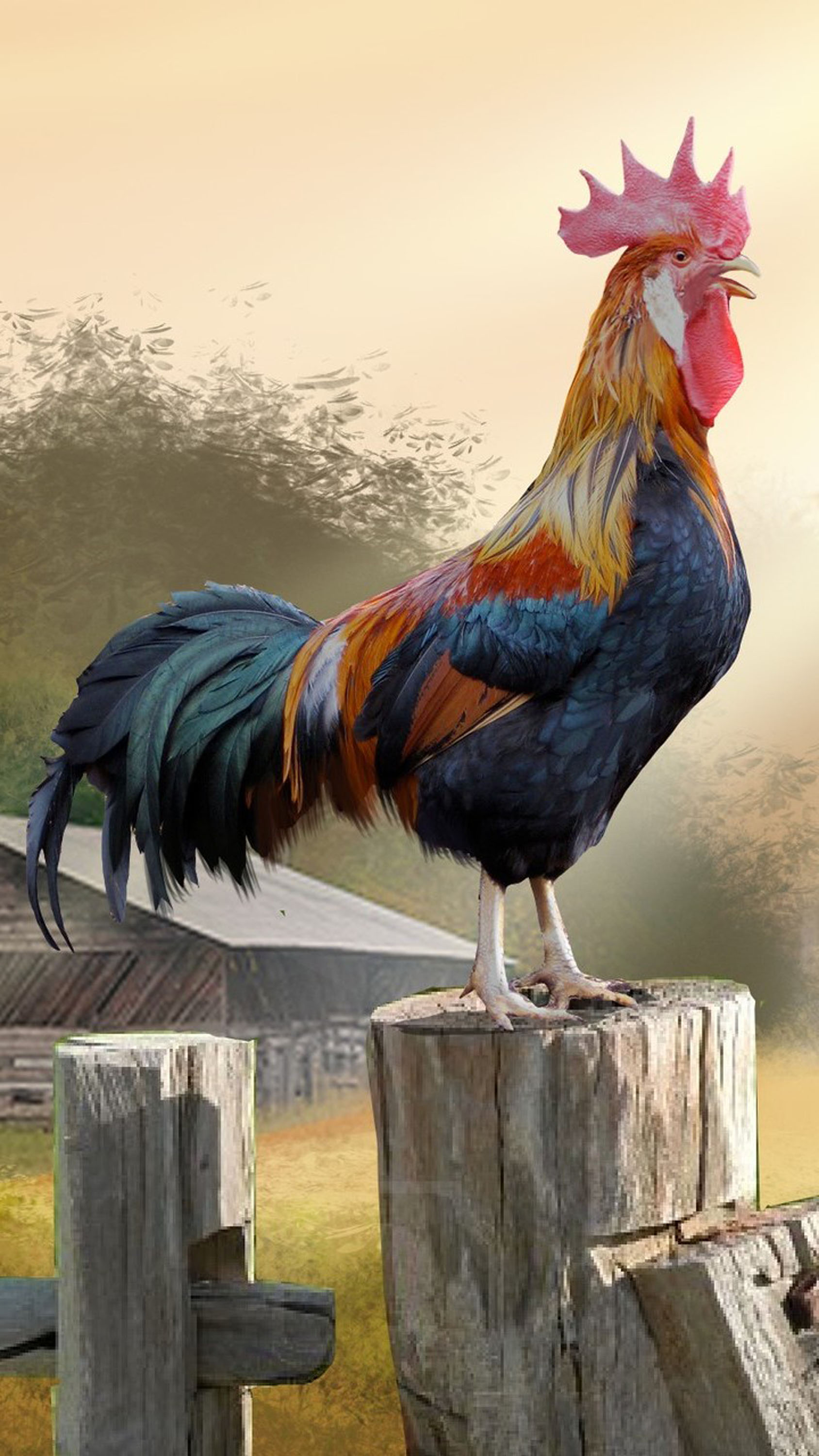 Animals Hen Roosters Fowl 1688x3000
