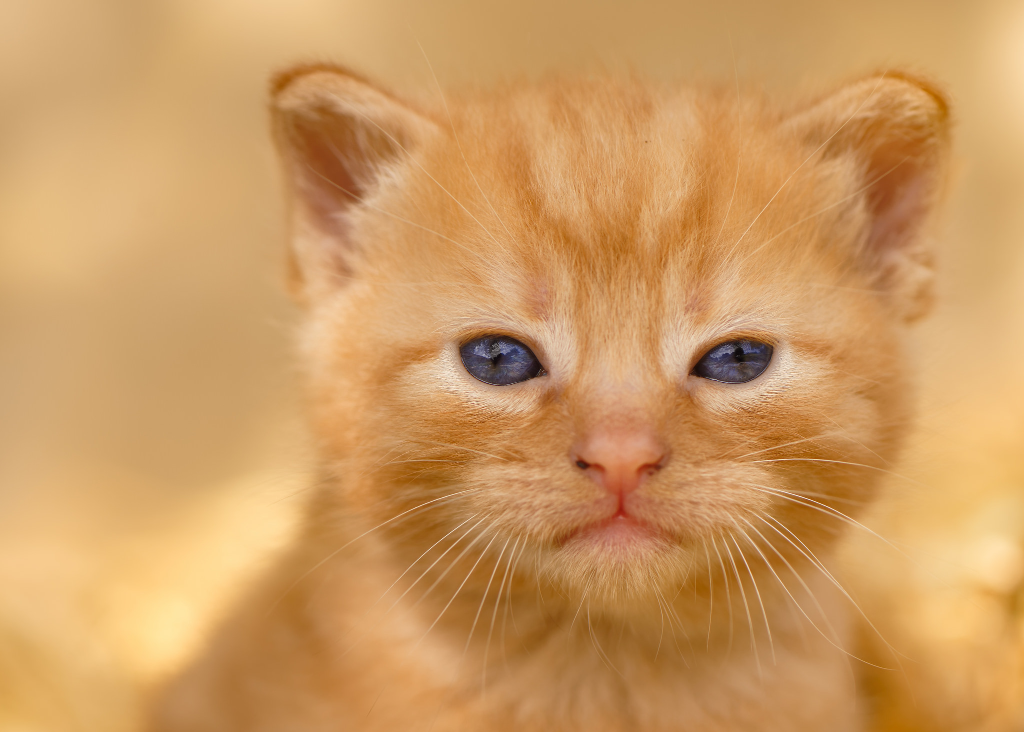 Baby Animal Cat Kitten Pet 2048x1463