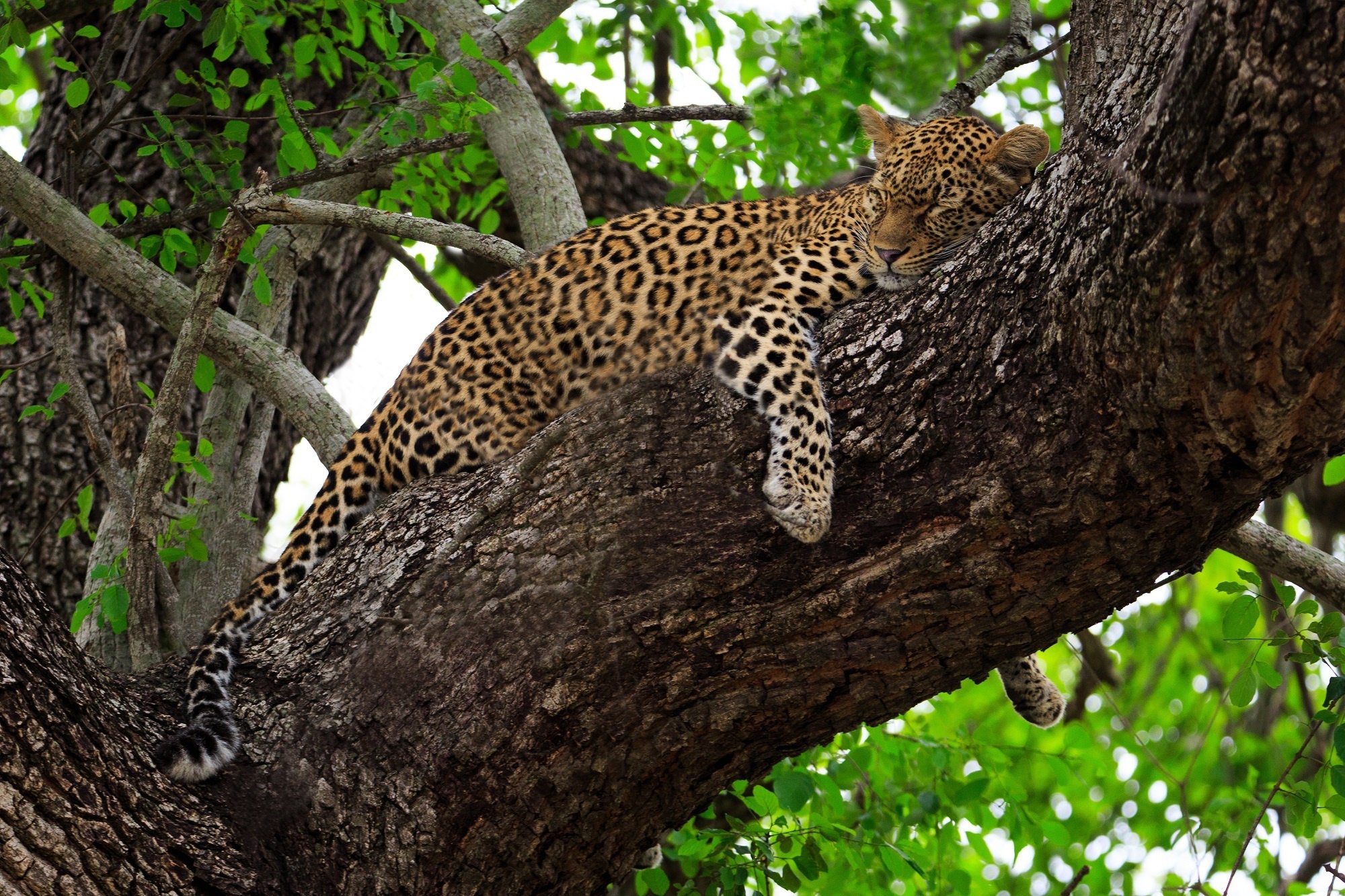 Big Cat Leopard Sleeping Wildlife Predator Animal 2000x1333