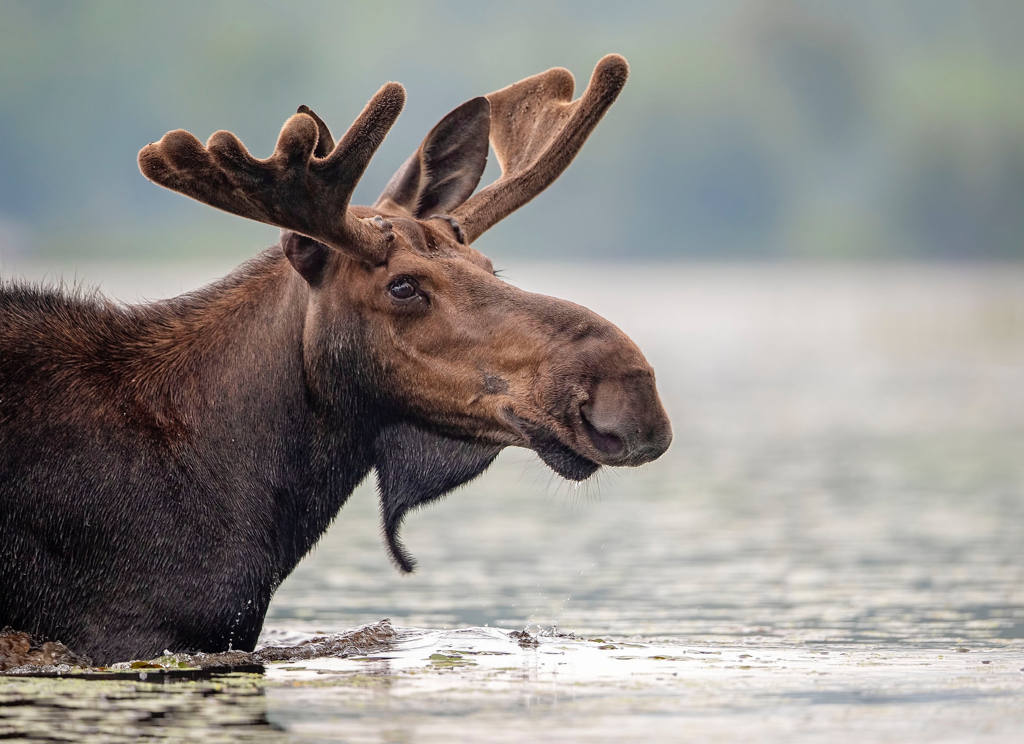 Moose Wildlife 2048x1489