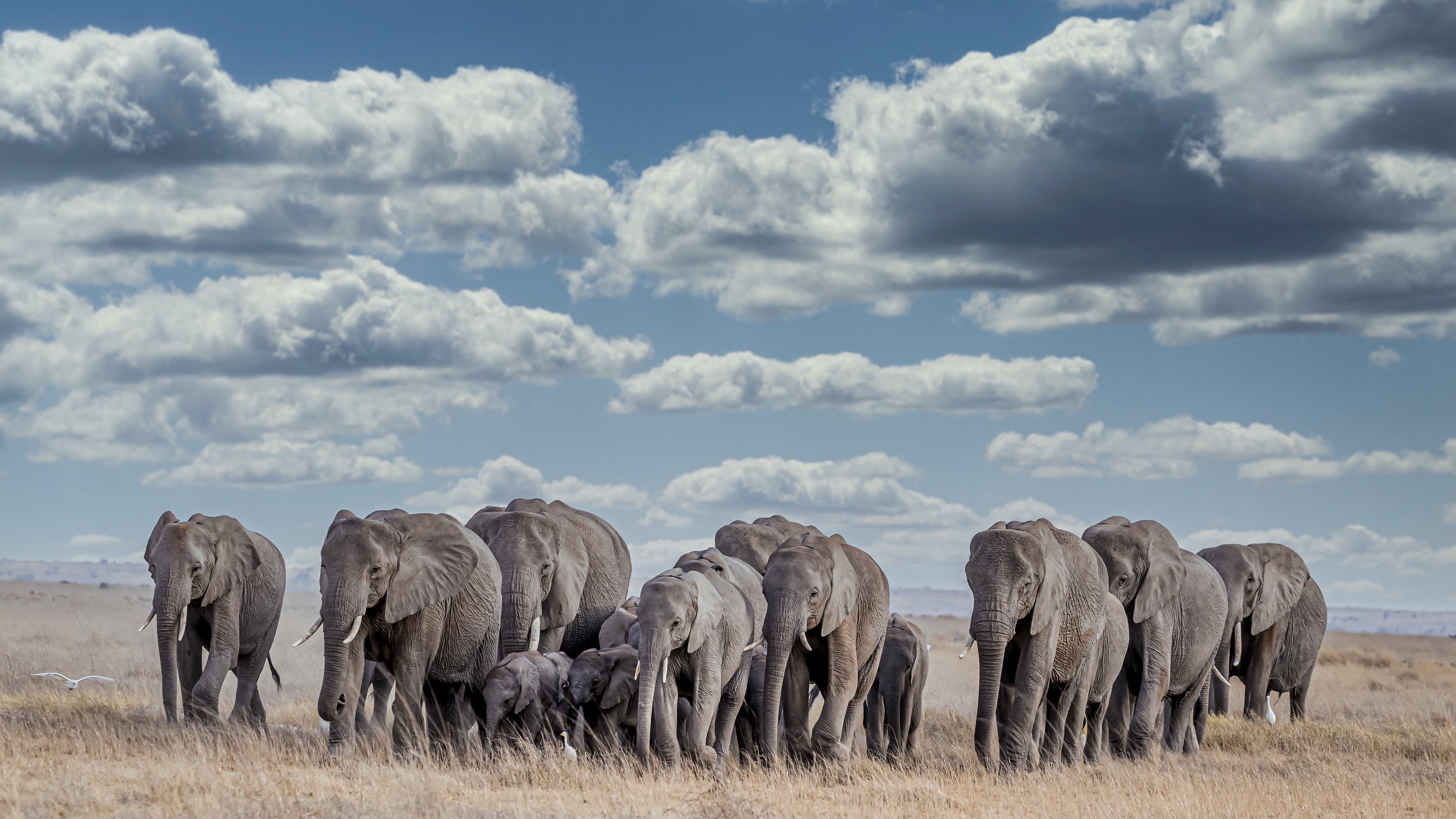 Elephant Animals Mammals Sky Nature Clouds 3840x2160