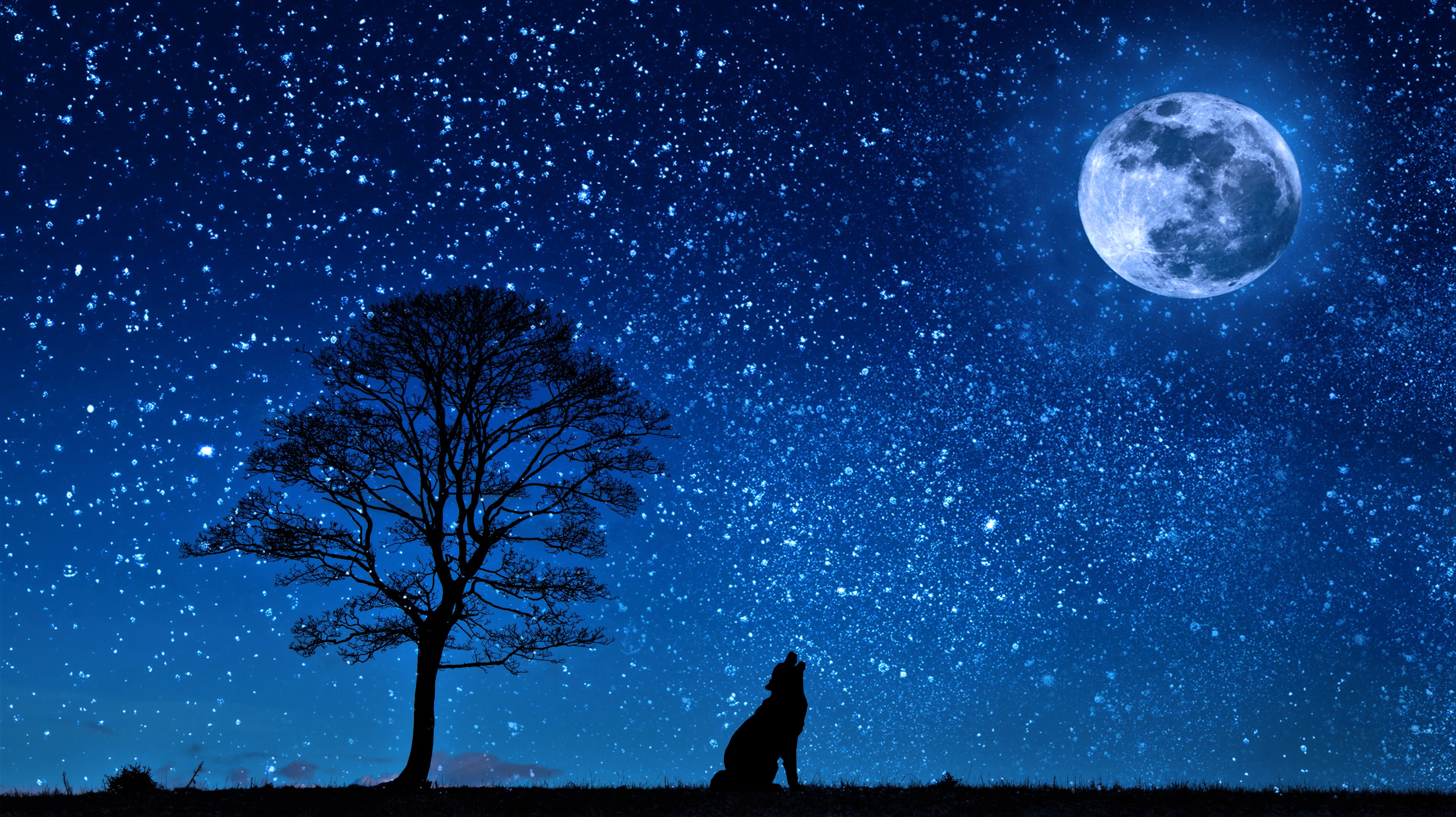 Artistic Howling Moon Night Silhouette Starry Sky Stars Tree Wolf 4919x2763