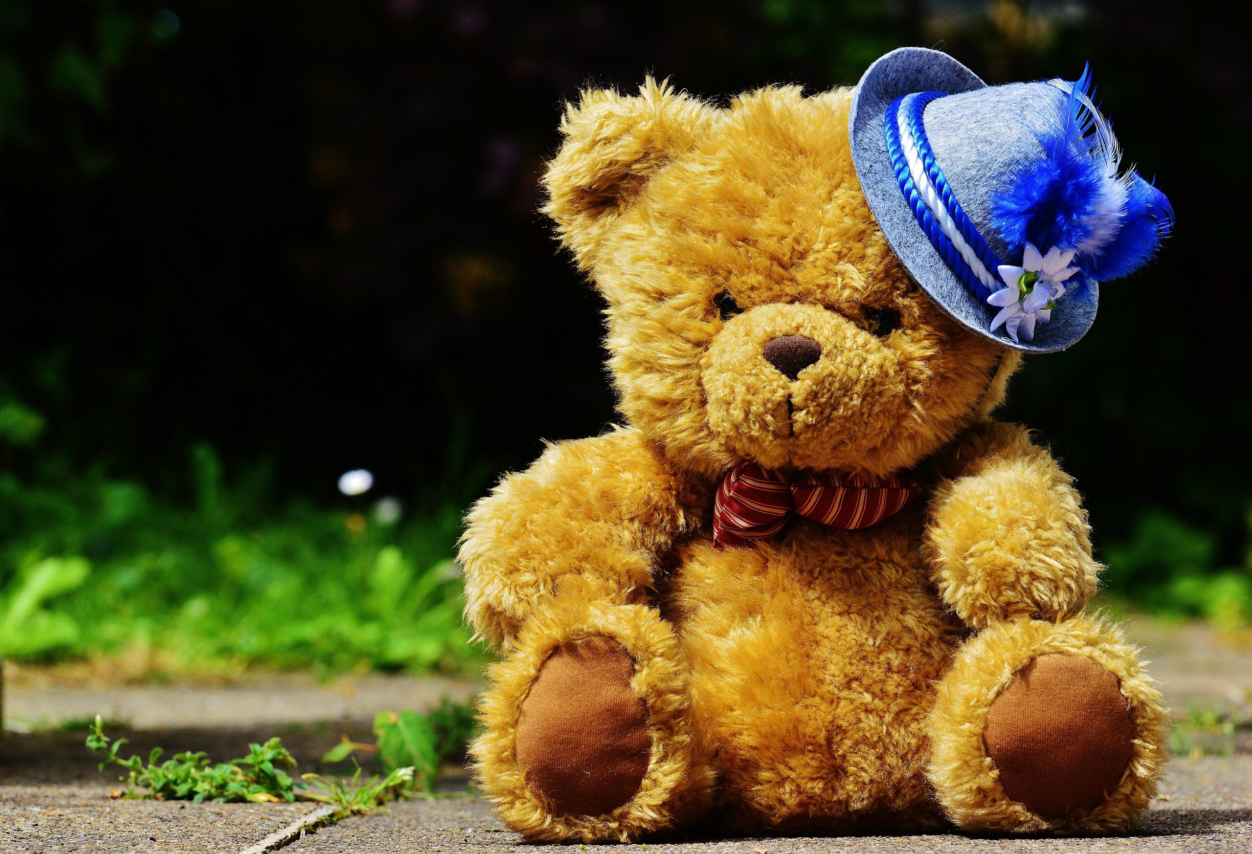 Stuffed Animal Teddy Bear 2560x1747