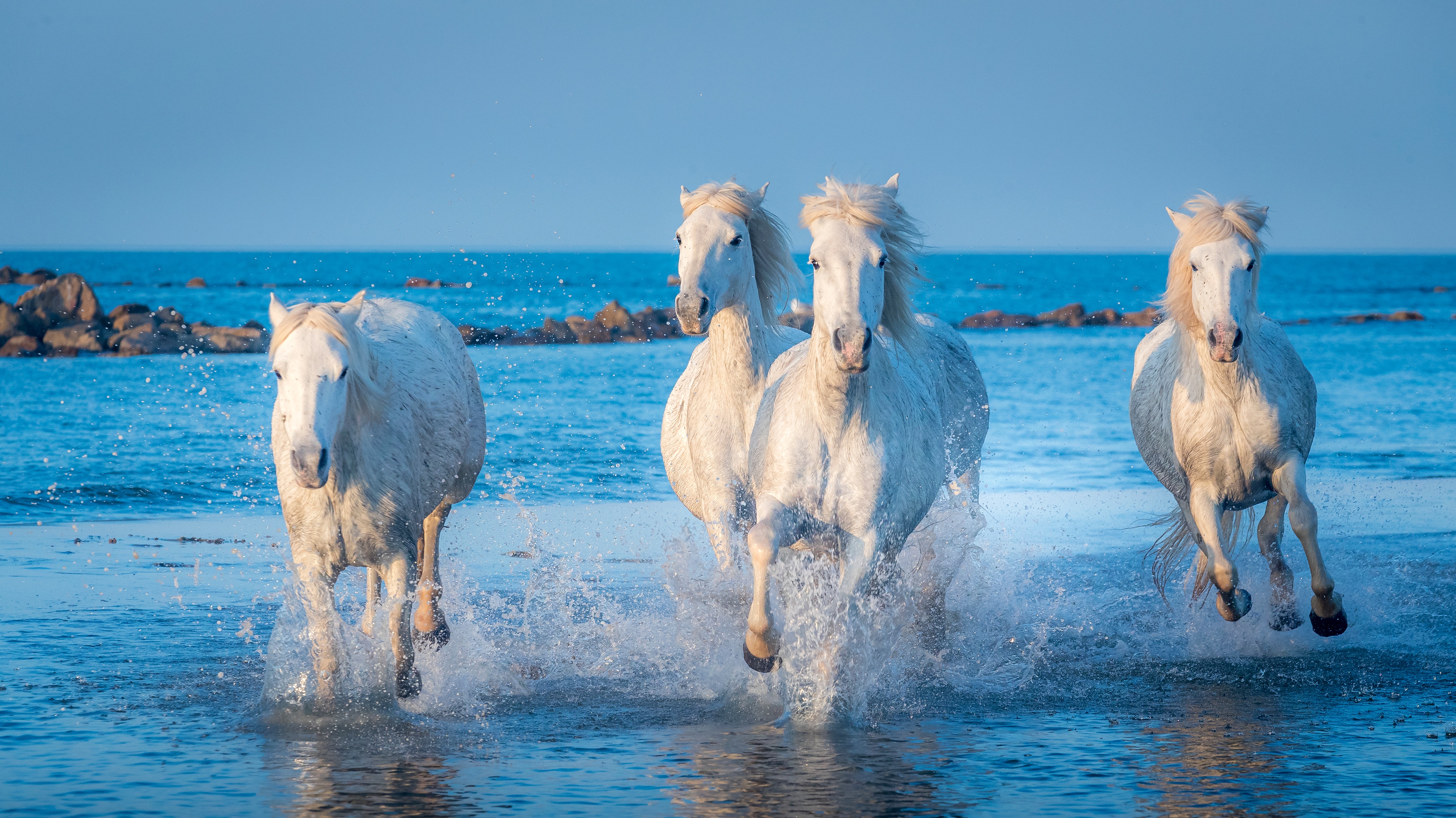 Horse Ocean Splash 3840x2160