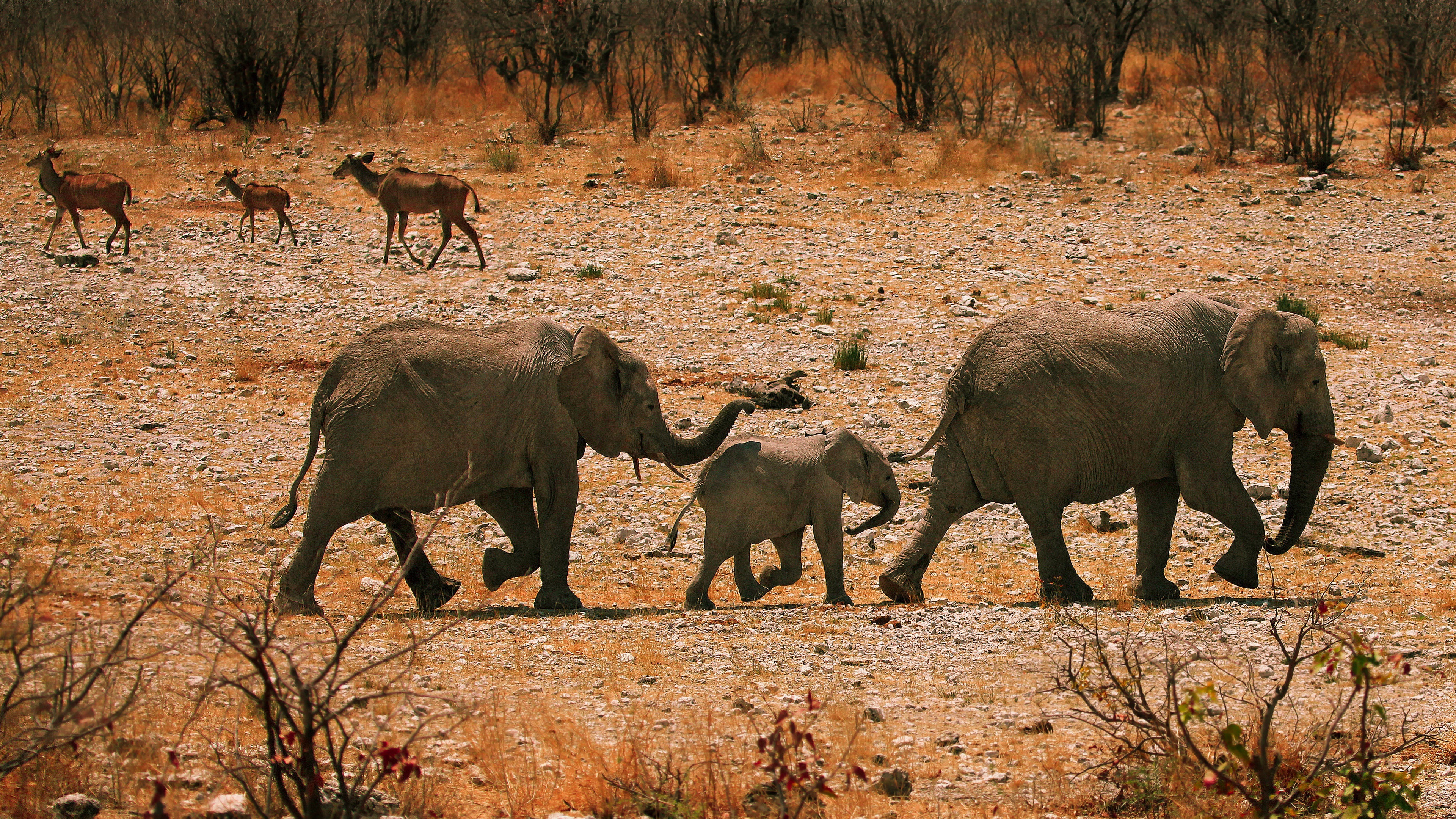 Baby Animal Elephant Wildlife 3840x2160