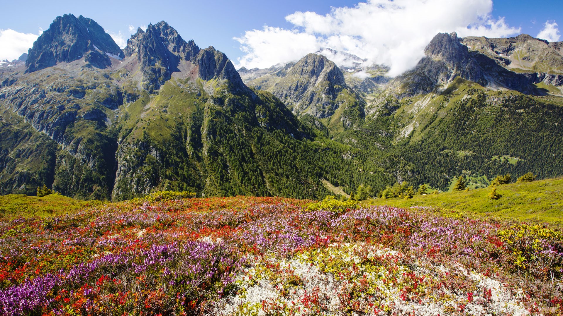 Chamonix Mont Blanc France Landscape Mountains Flowers Nature 1920x1080