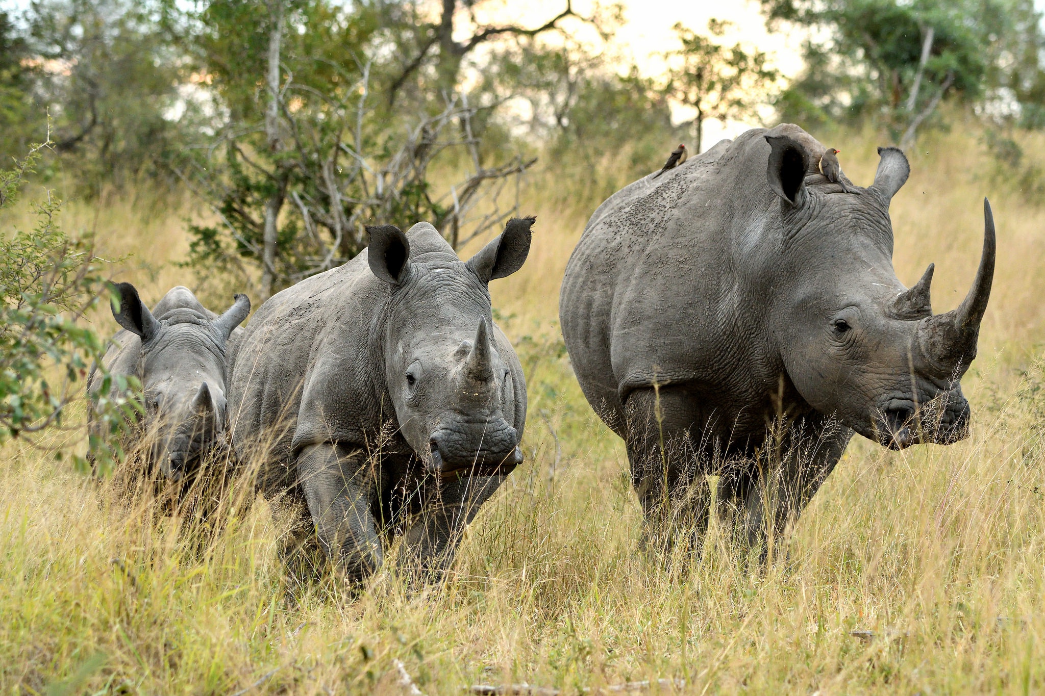 Rhino Wildlife 2048x1365