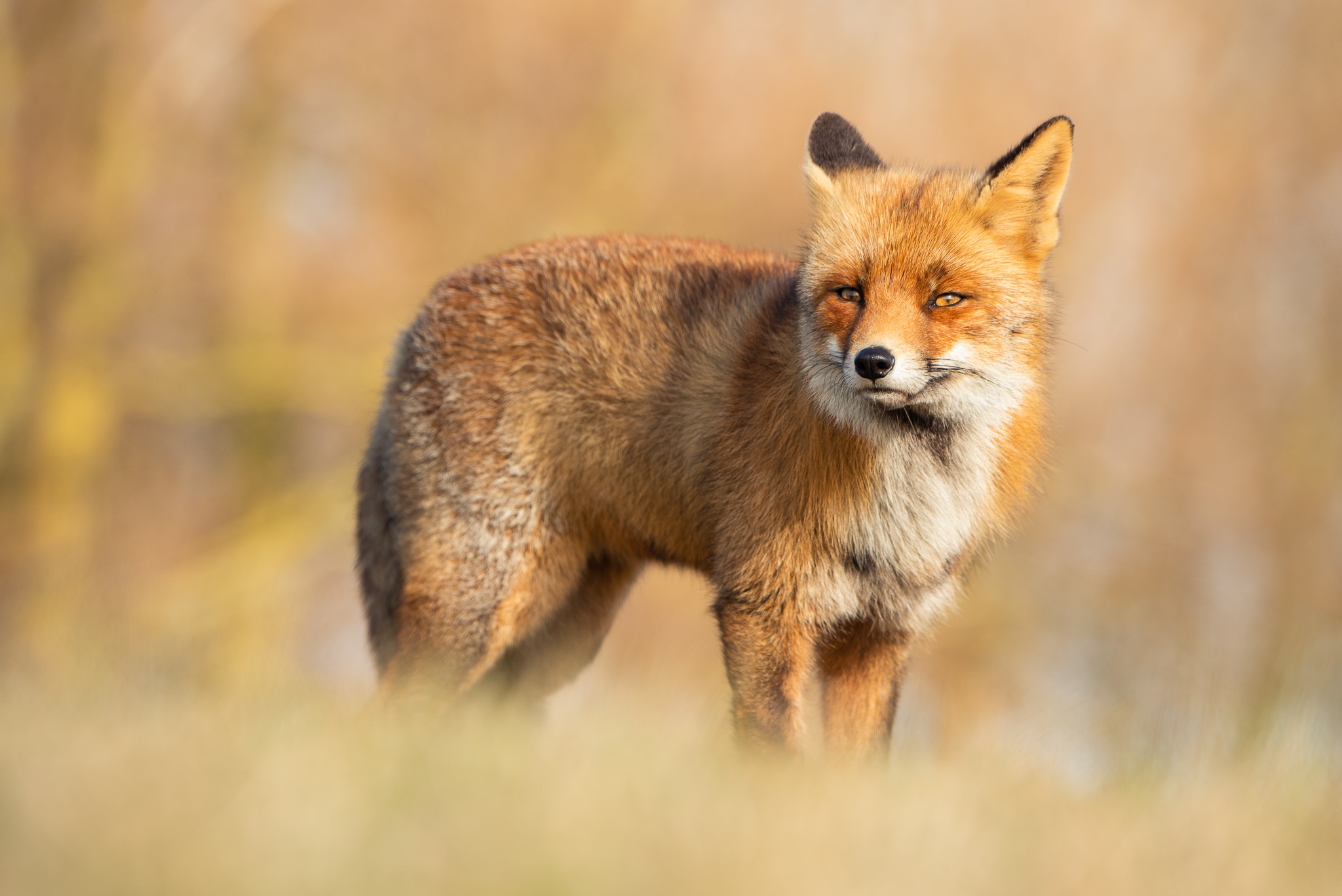 Fox Wildlife 2048x1367
