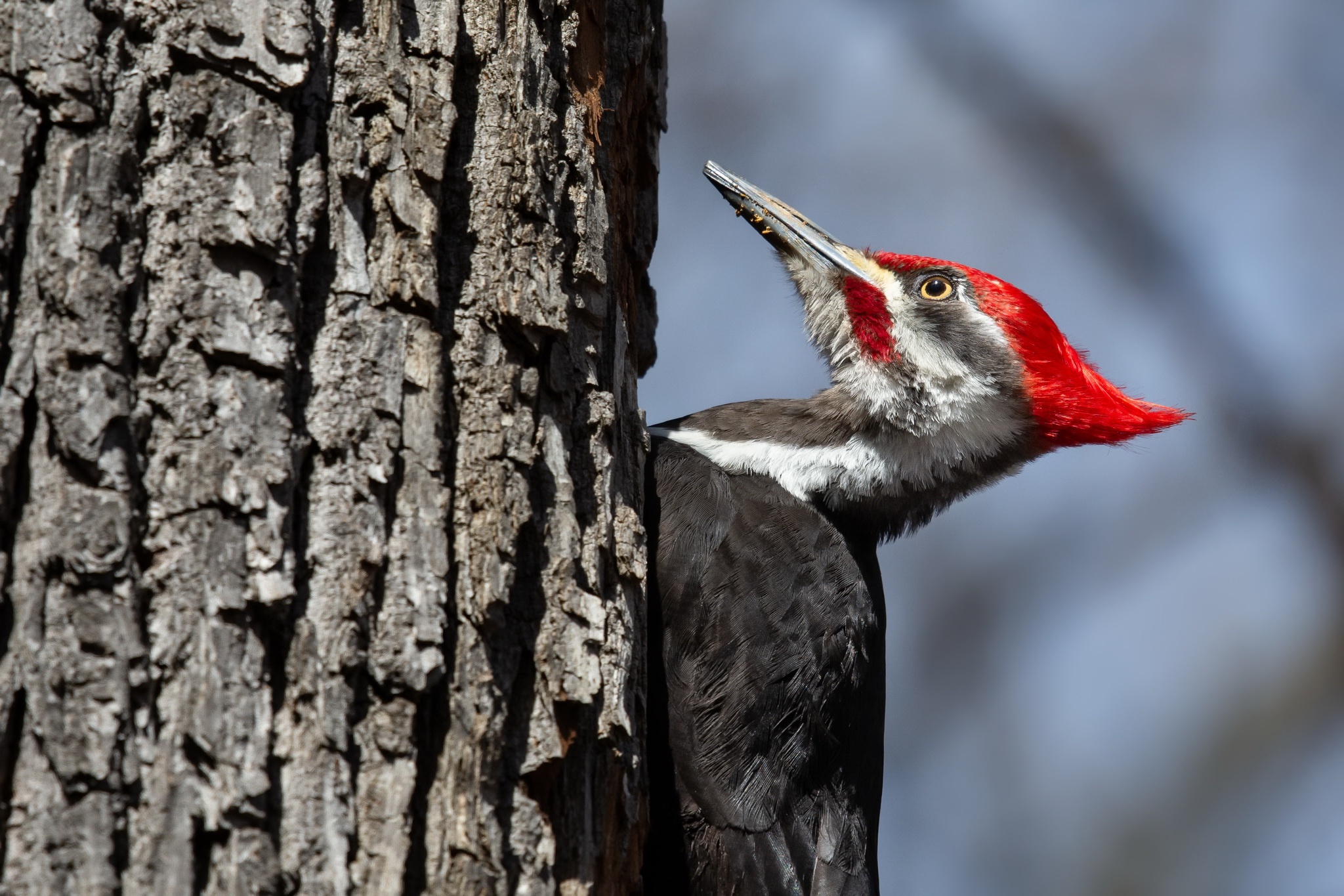 Bird Wildlife Woodpecker 2048x1365