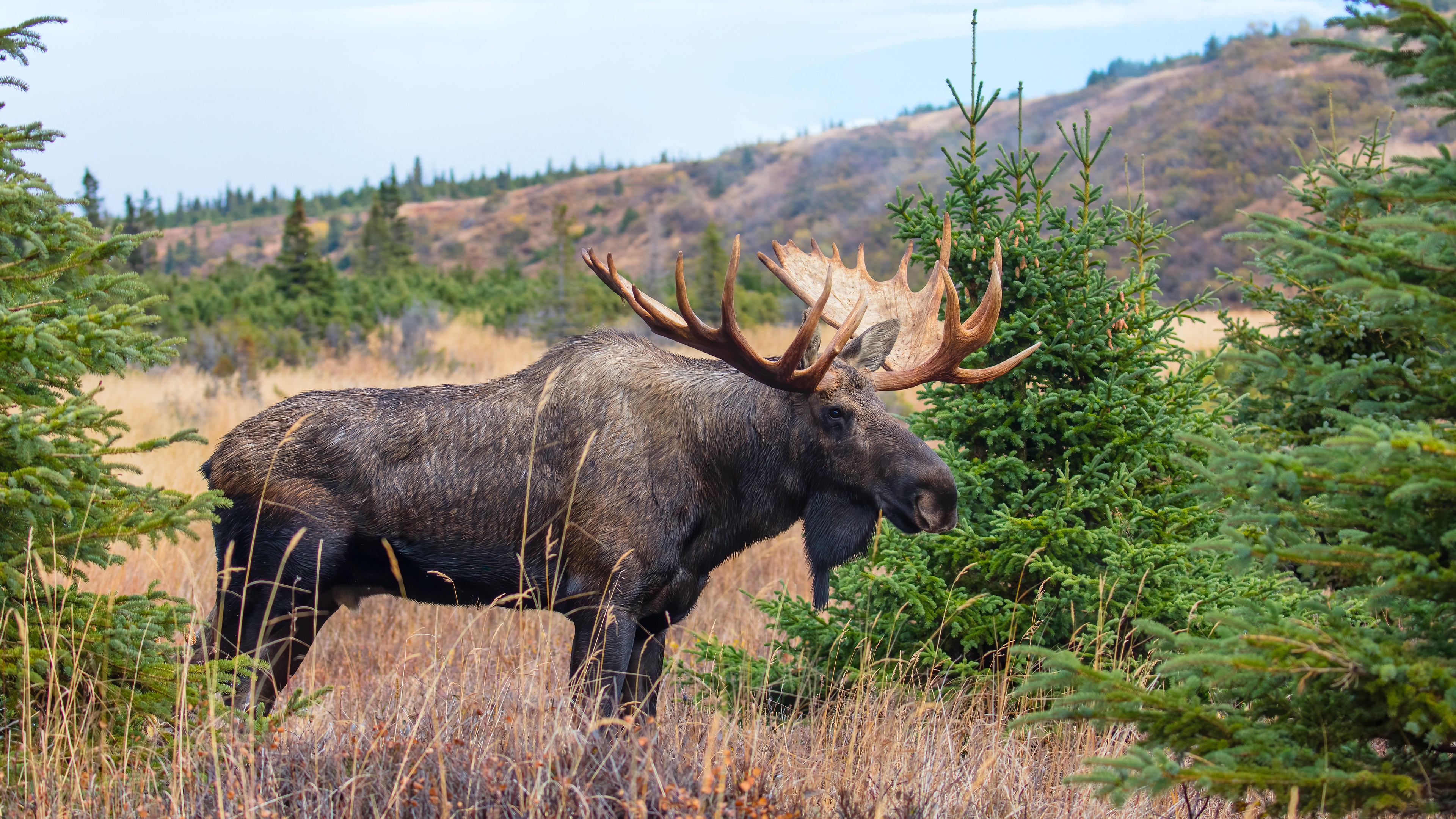 Moose Wildlife 3840x2160