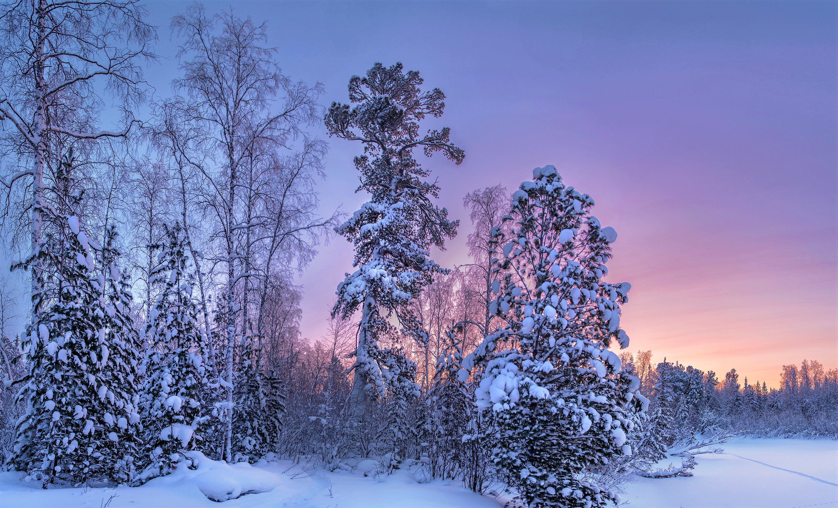 Earth Forest Sky Snow Sunset Winter 3300x2000