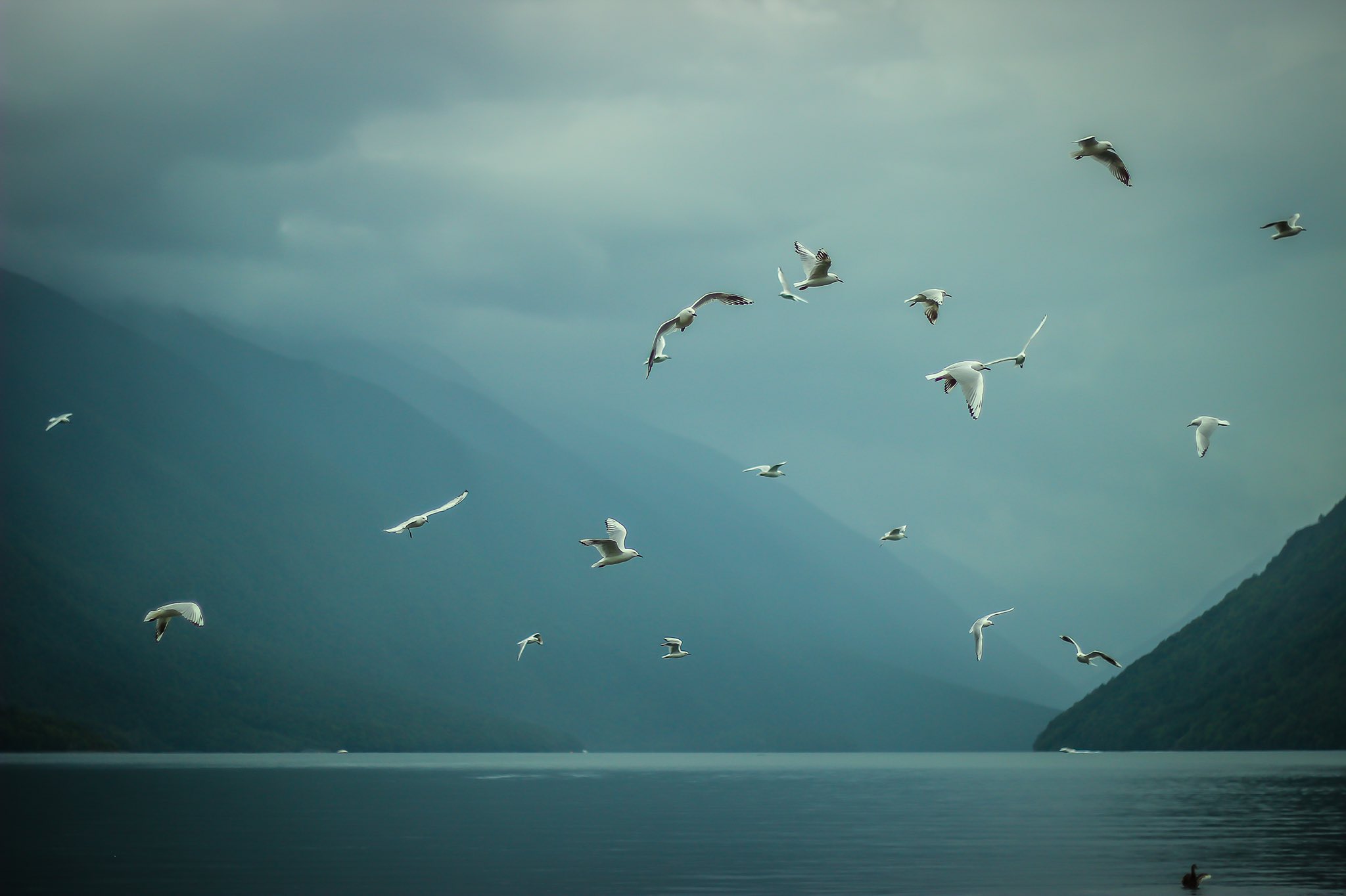 Nature Birds Sea Gulls Mist 2048x1364
