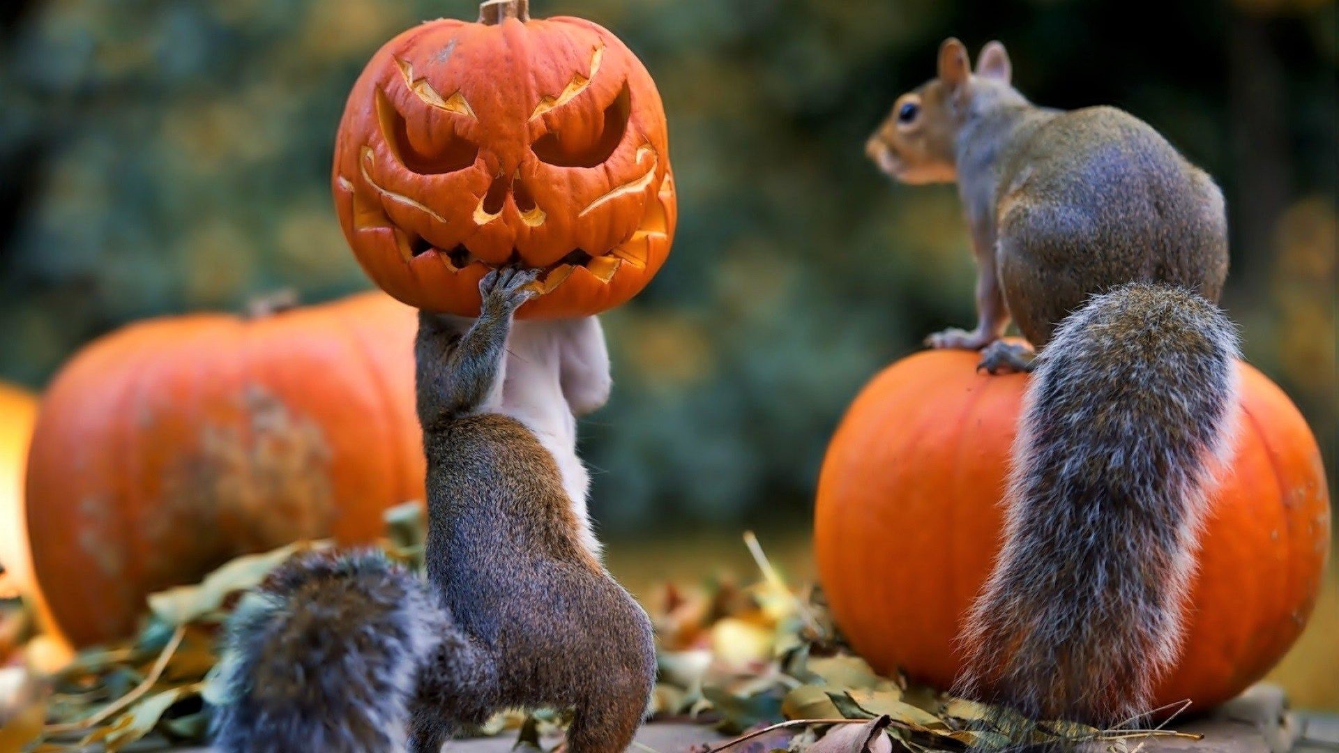 Funny Halloween Holiday Jack O 039 Lantern Squirrel 1920x1080