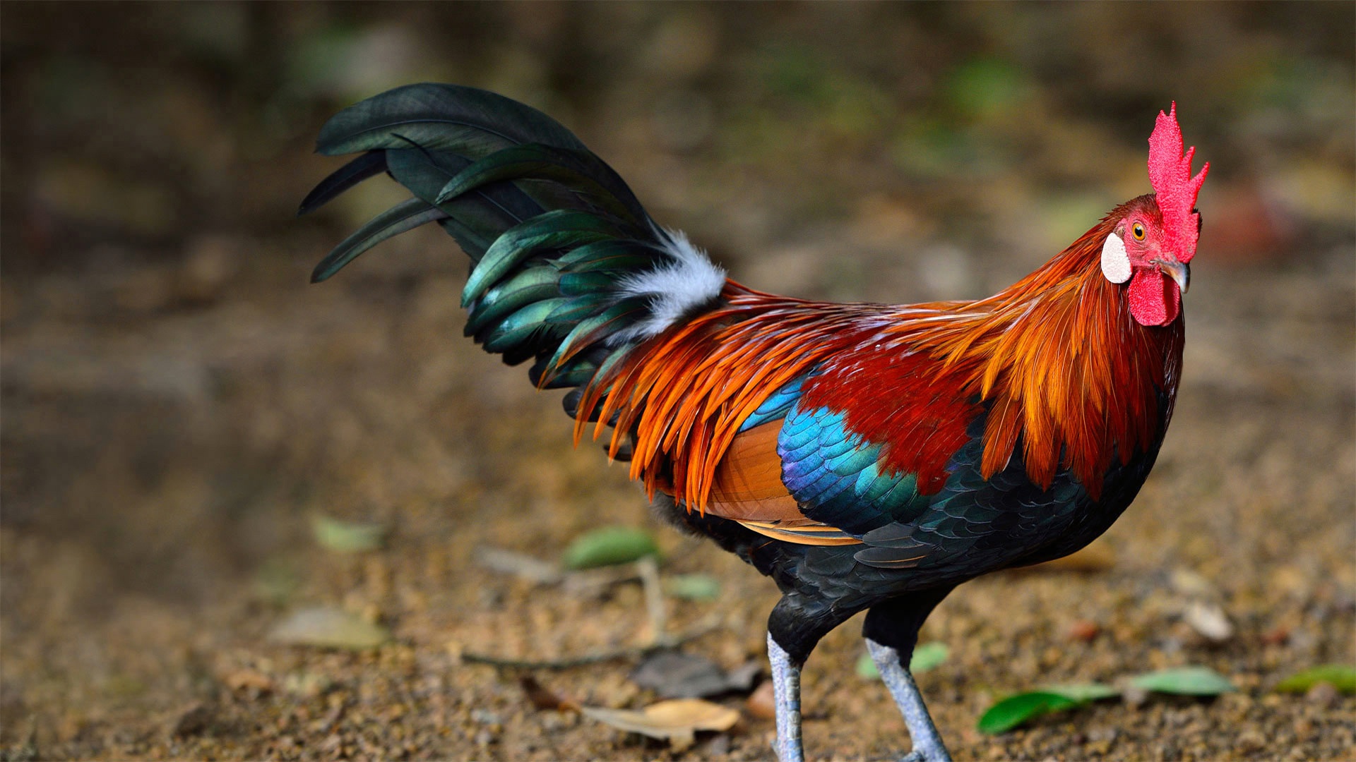 Animal Bird Rooster 1920x1080