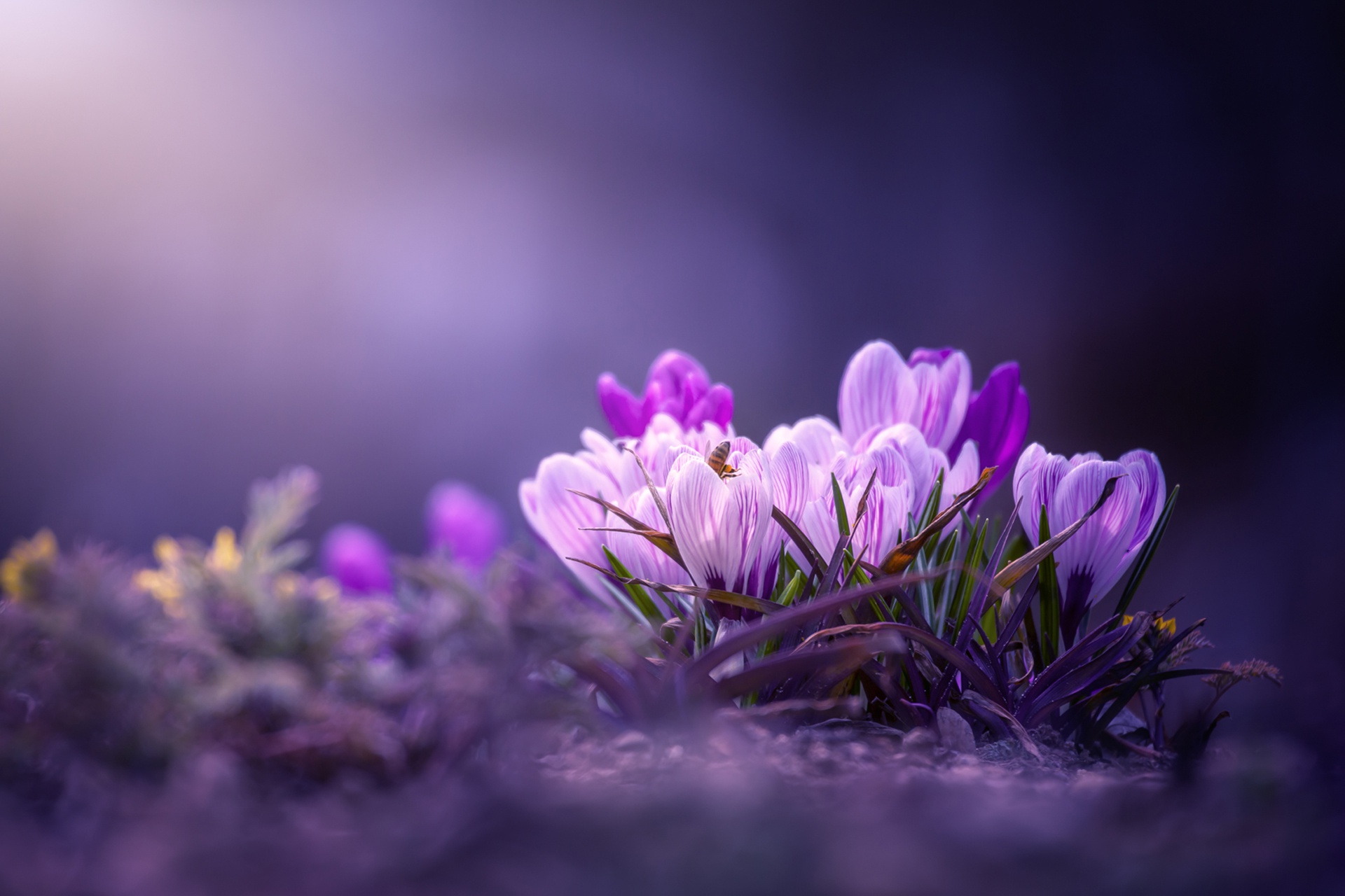 Close Up Crocus Flower Nature Purple Flower 1920x1280