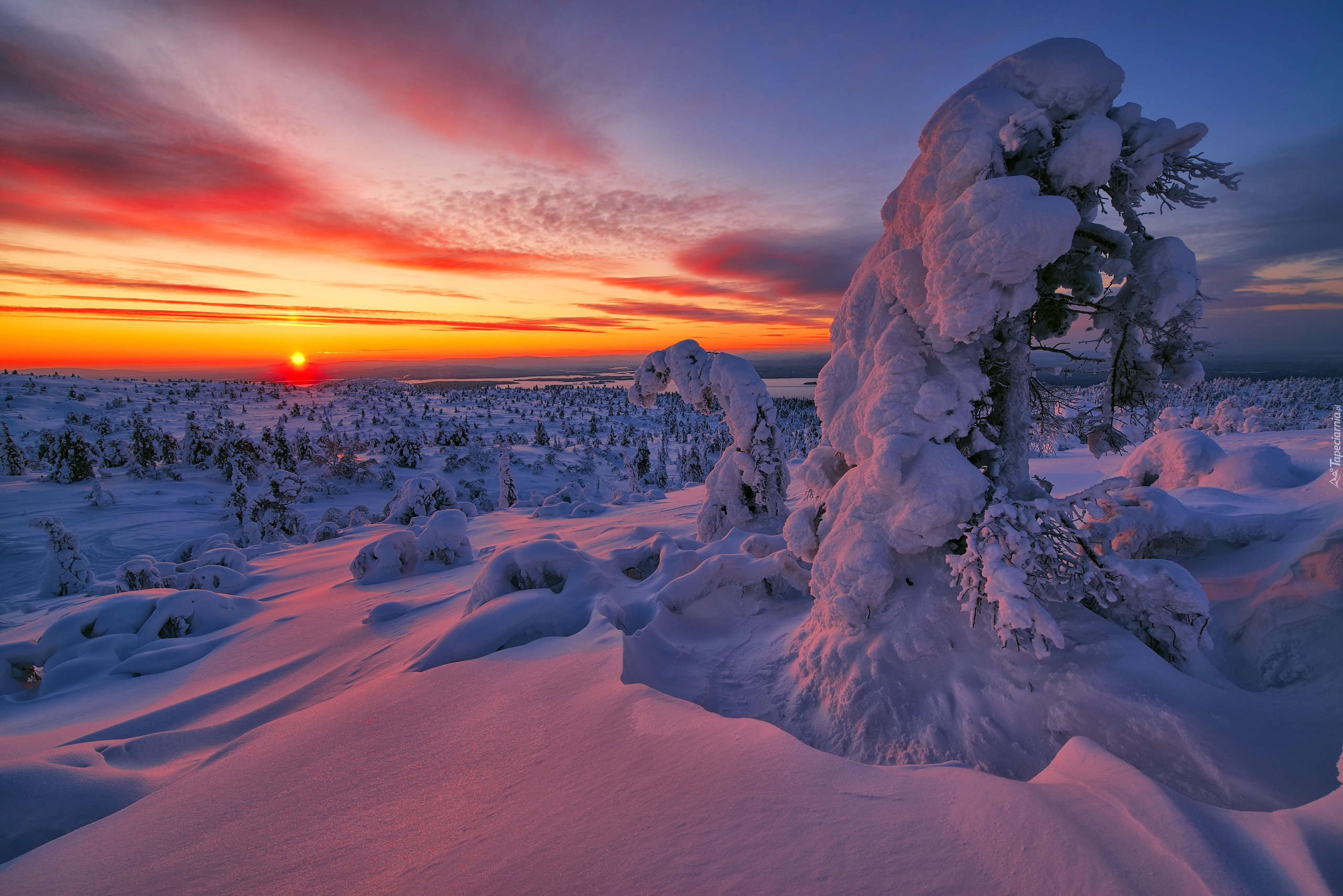 Snow Sunset Tree Winter 2560x1709