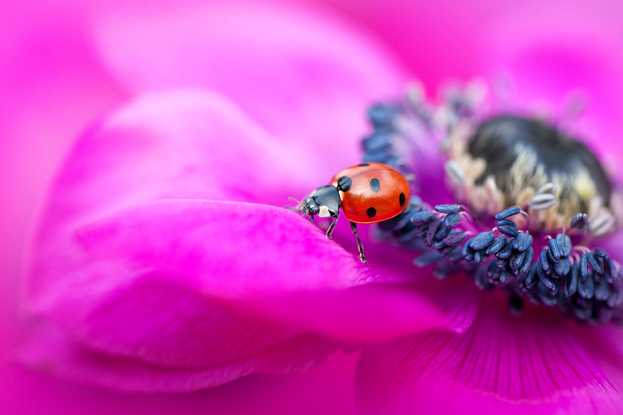 Anemone Flower Insect Ladybug Macro 2000x1333