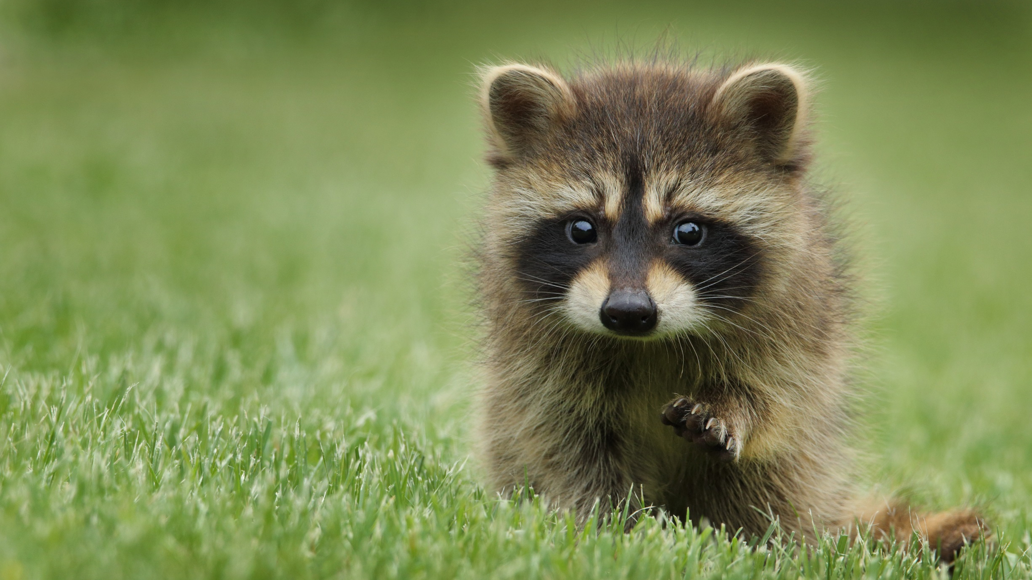 Raccoons Baby Animals Animals Grass Depth Of Field 2048x1152