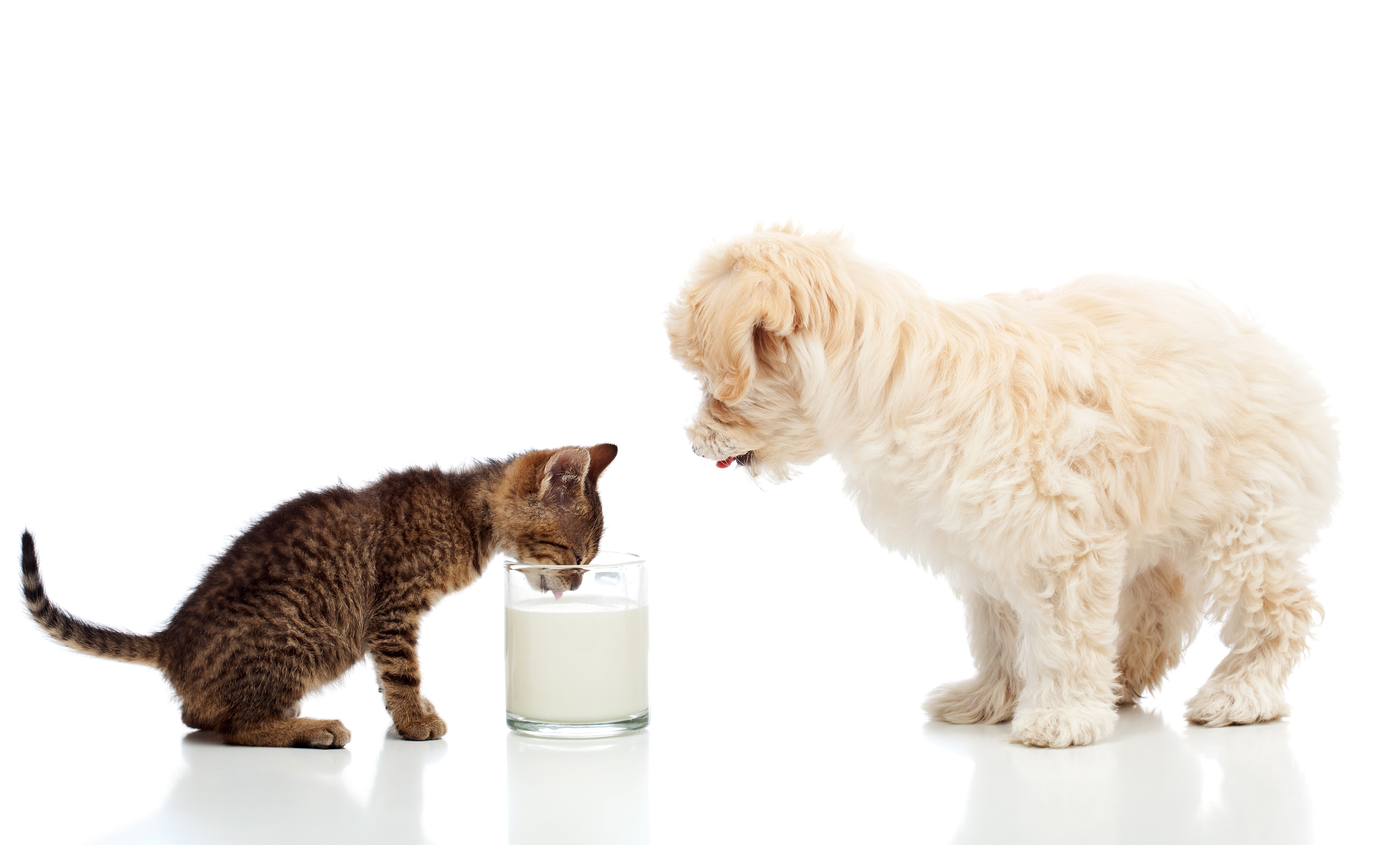 Baby Animal Cat Dog Kitten Milk Puppy 5616x3392