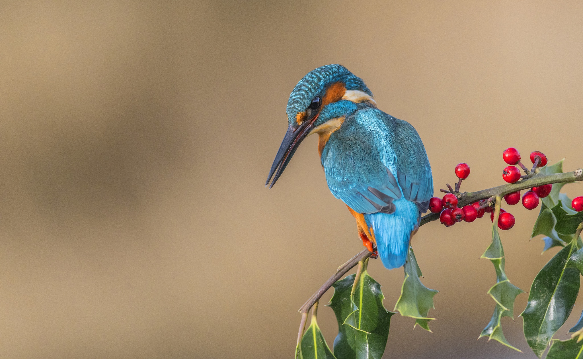 Berry Bird Kingfisher Wildlife 2048x1260